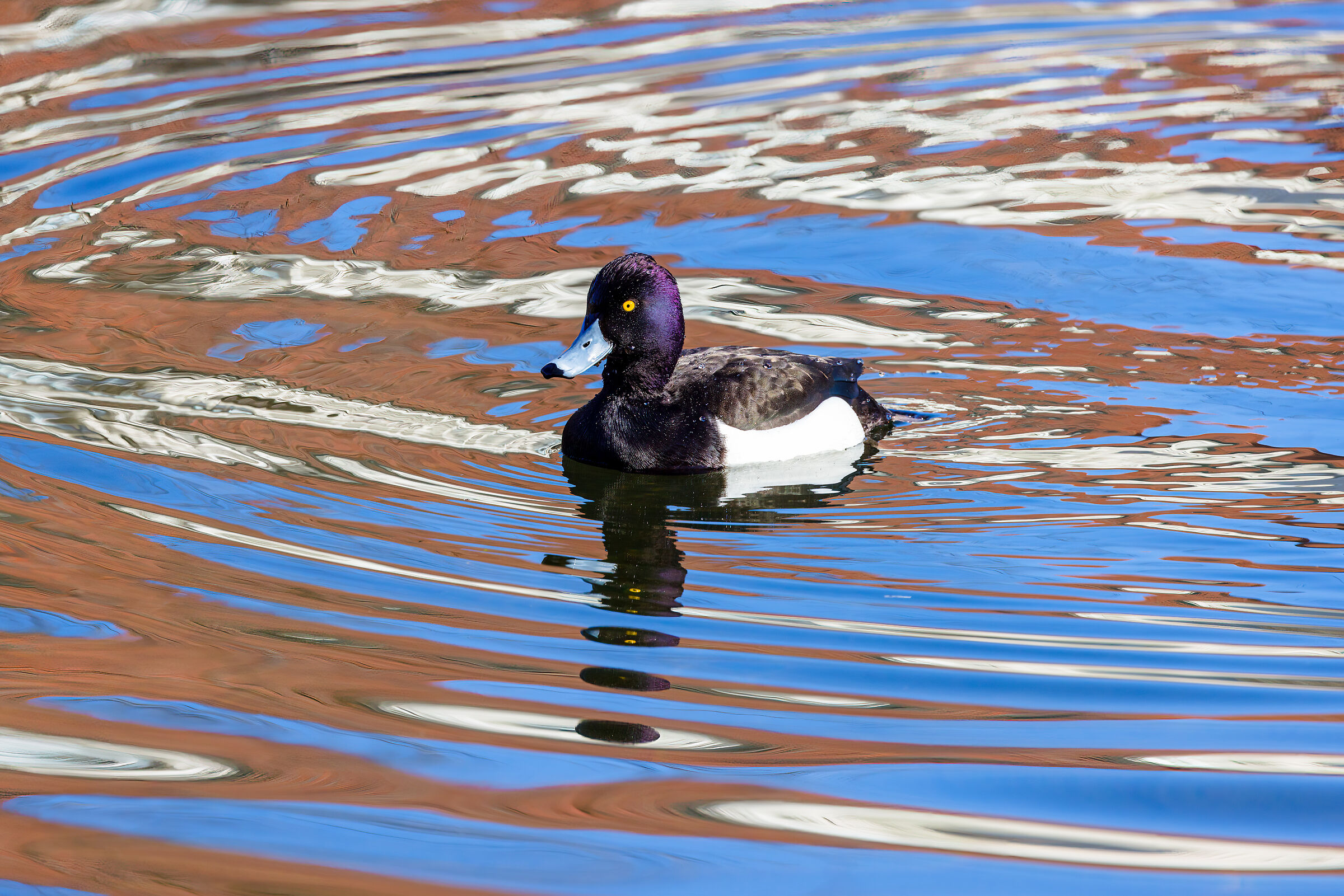 In a dance of colors