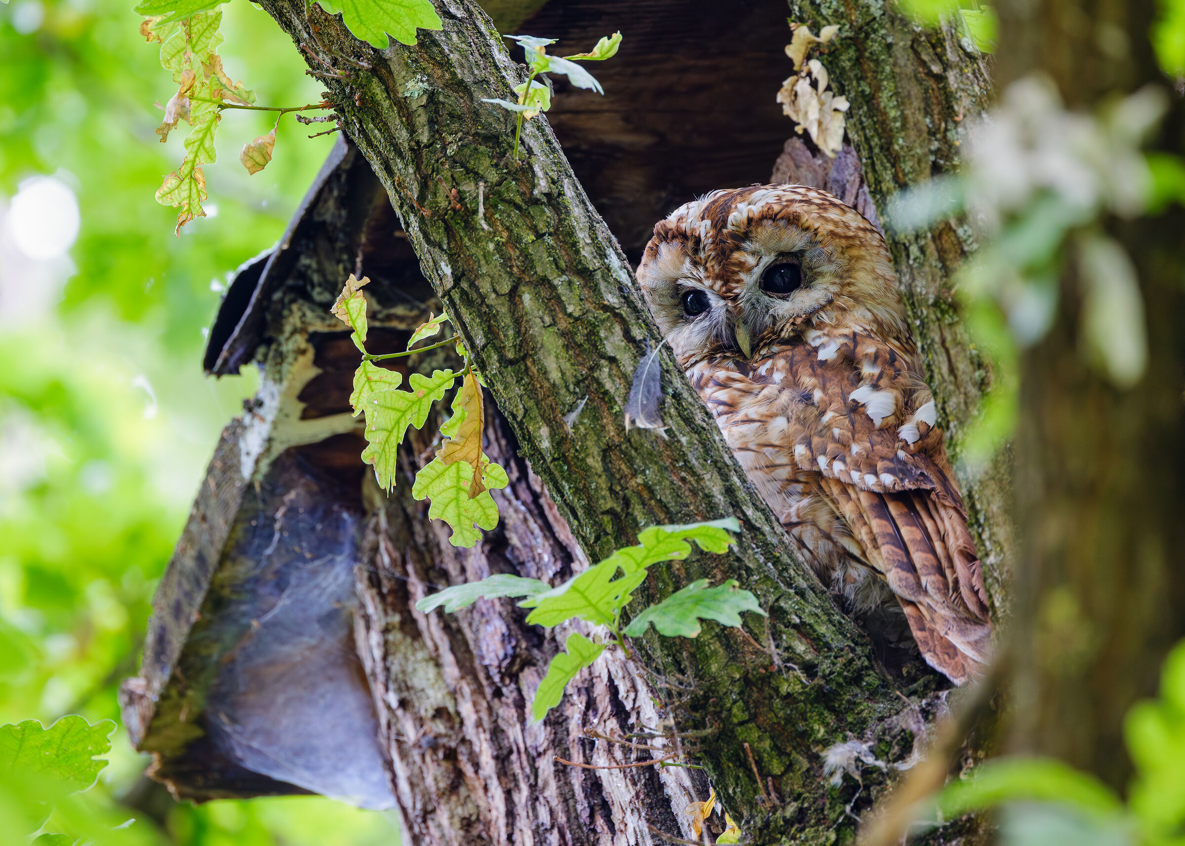 Be careful, I'm watching you