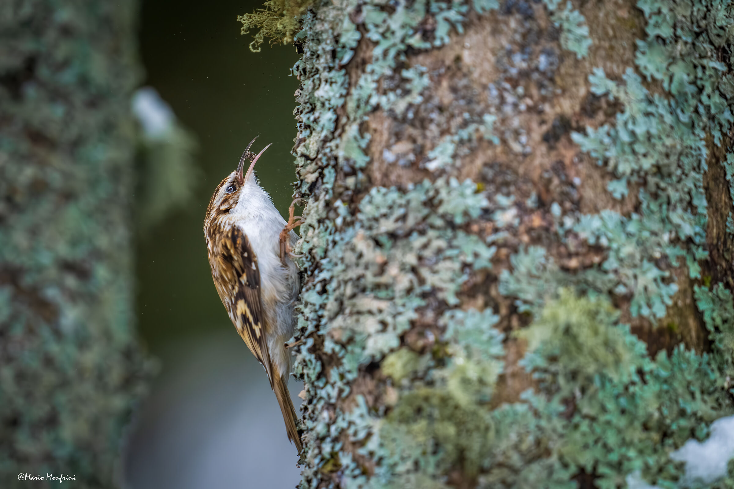 Il simpatico scalatore di alberi