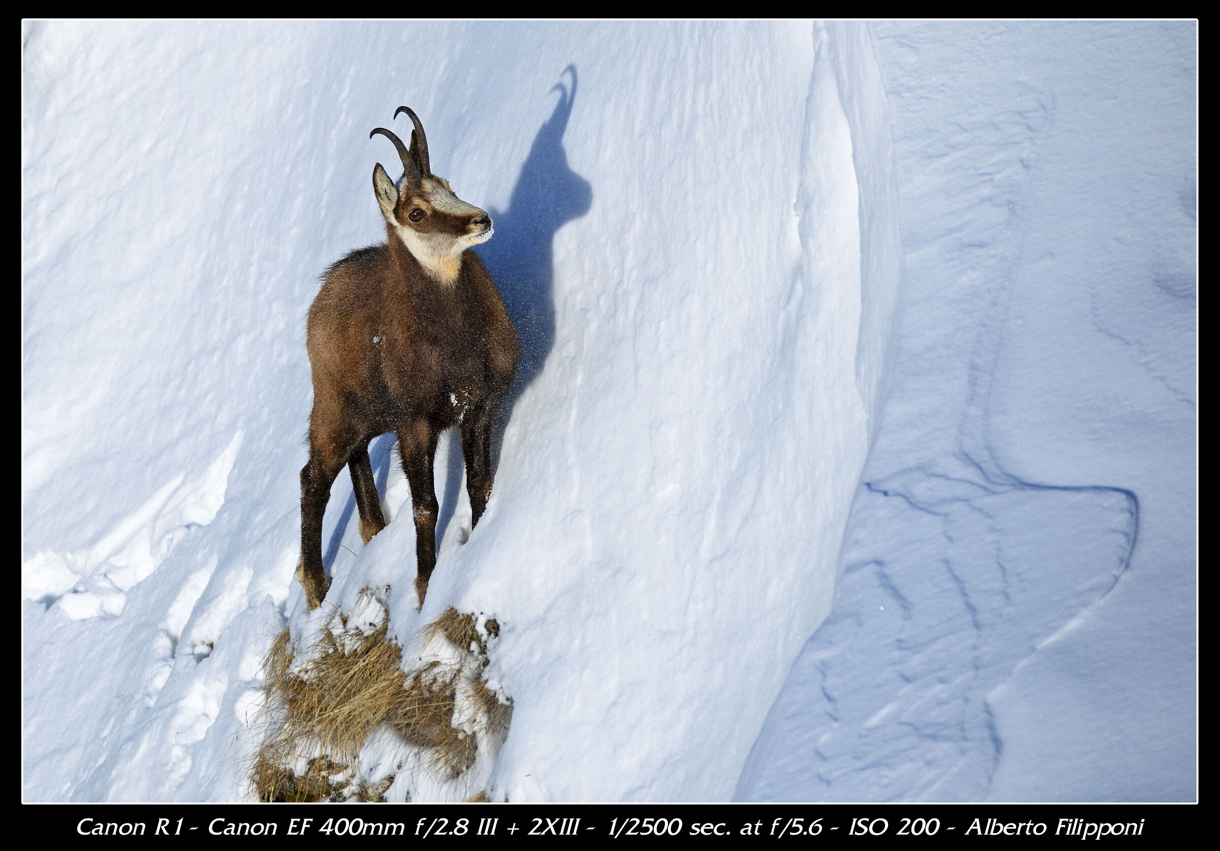 Chamois on snowy slope