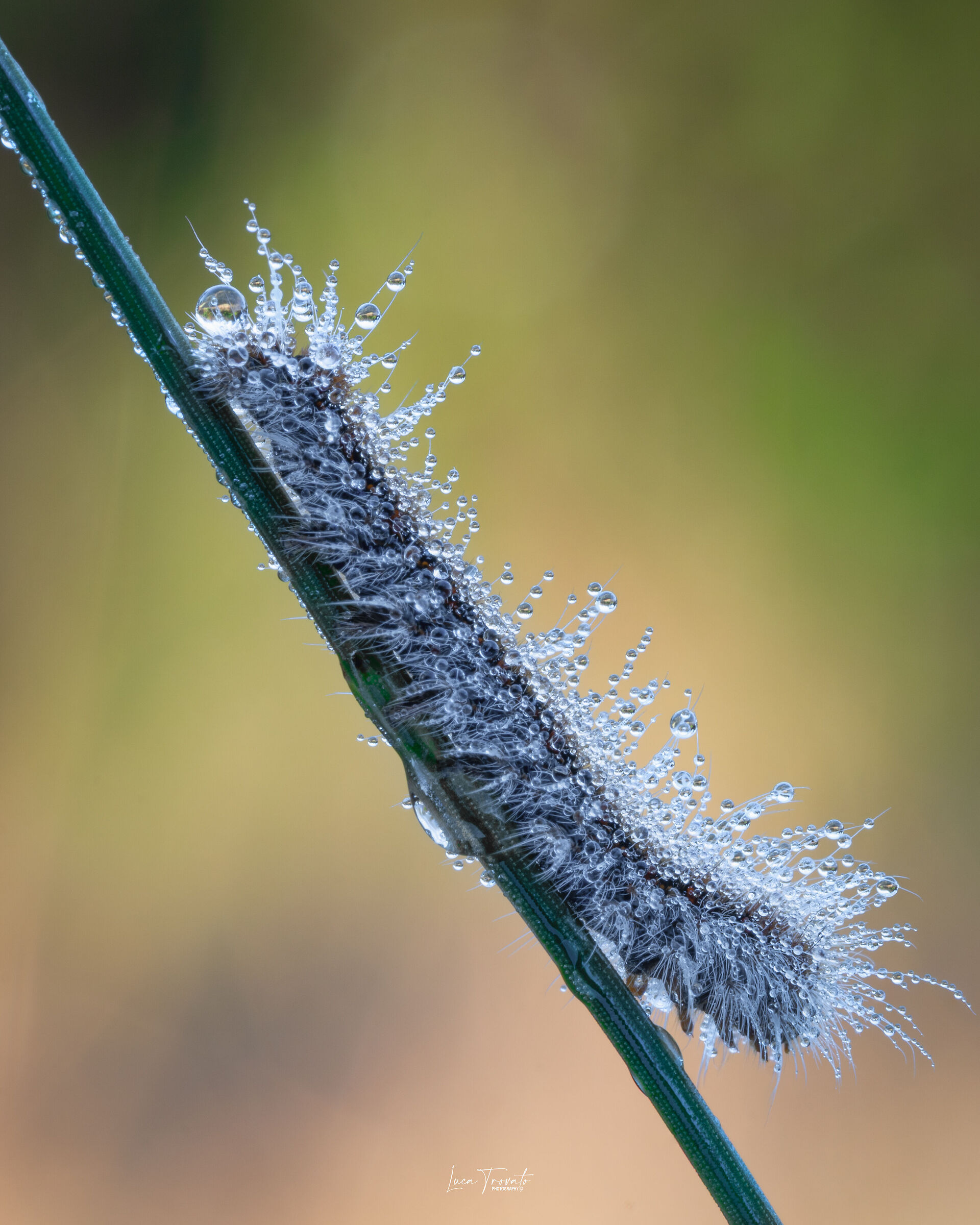 Moth caterpillar