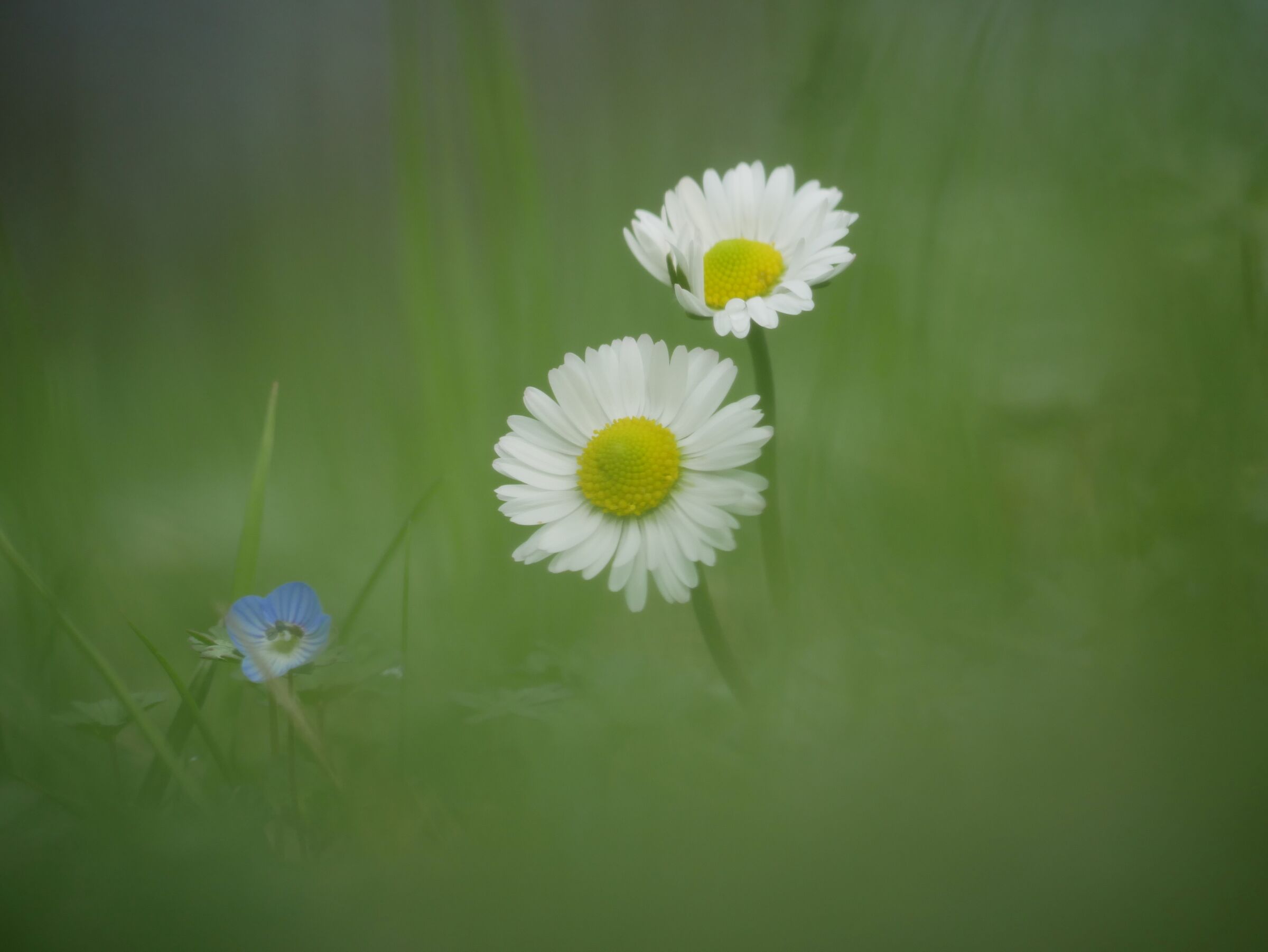 provando il 100-300 II (gx880)