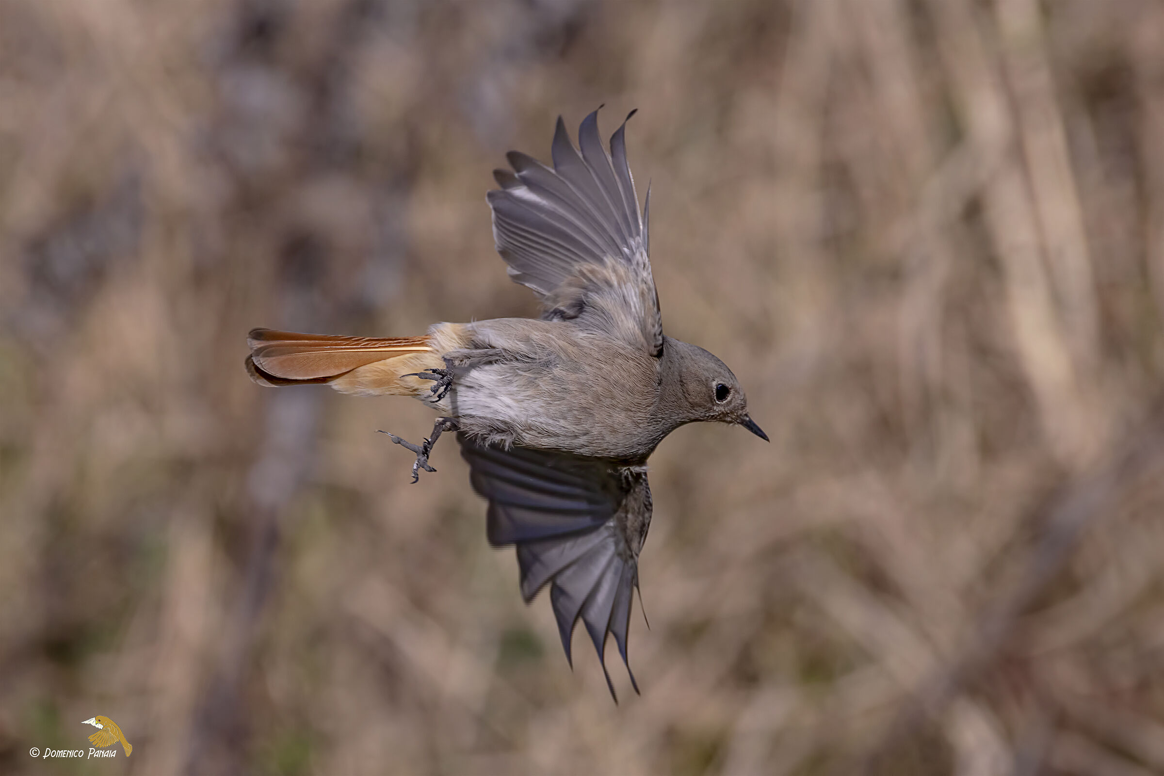 Chimney Sweep Redstart