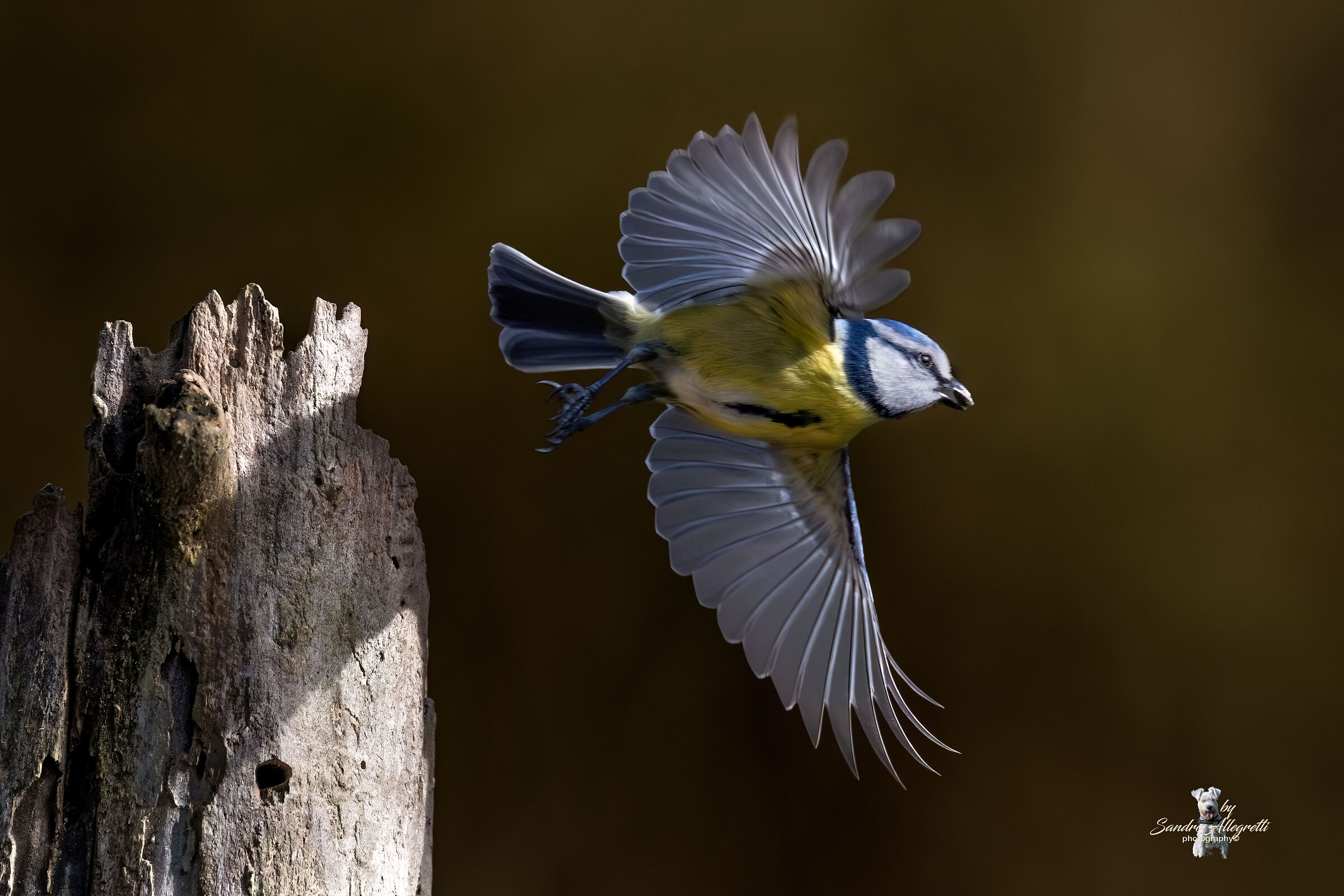 La cinciarella (Cyanistes caeruleus)