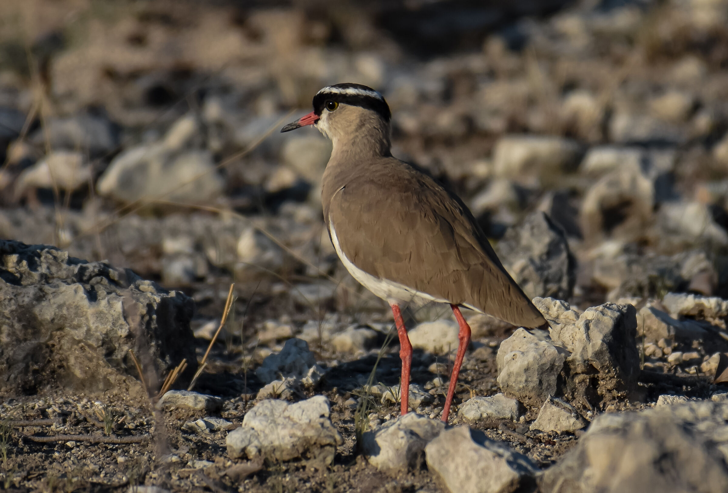 La pavoncella coronata