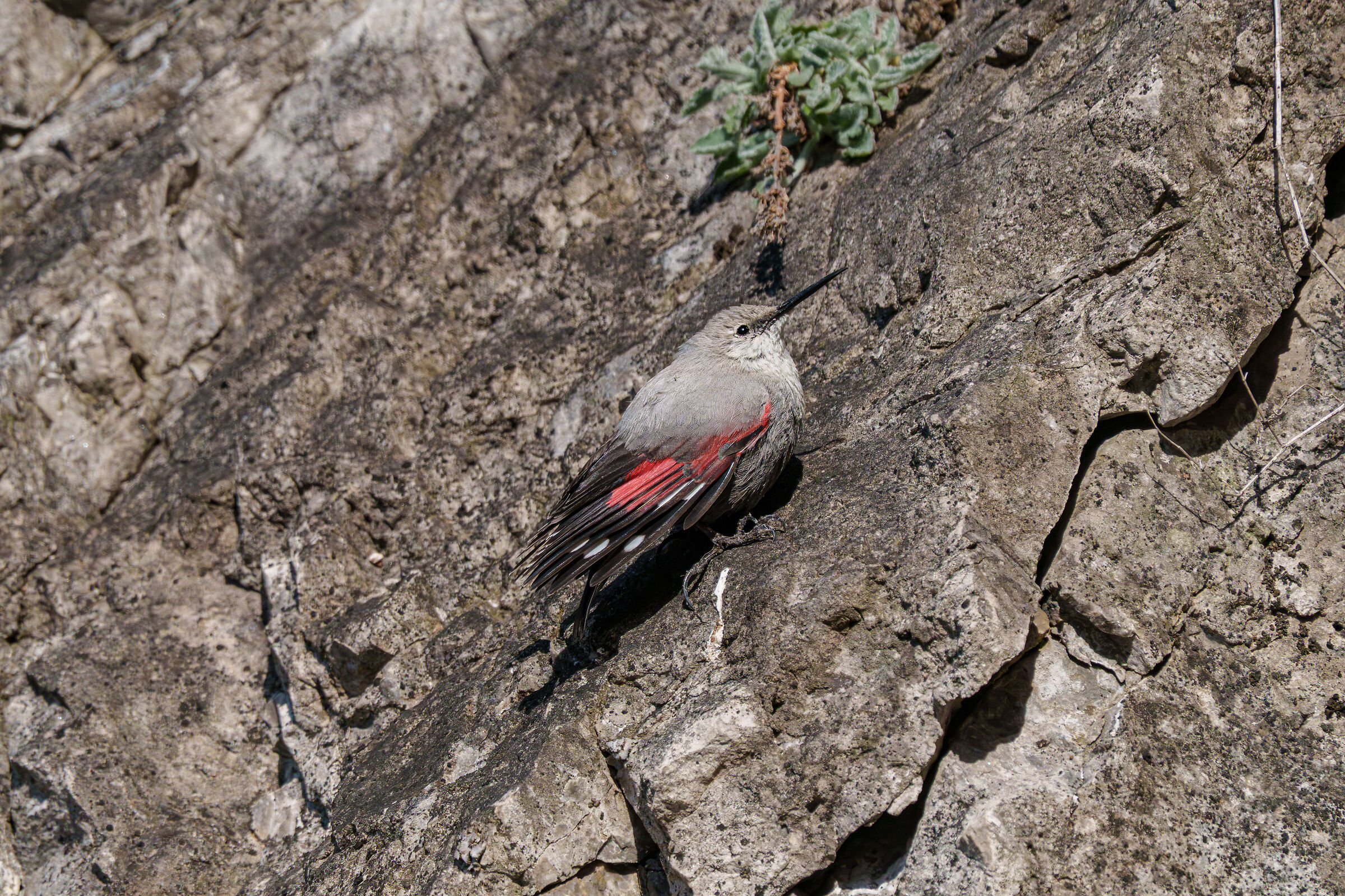 Wallcreeper