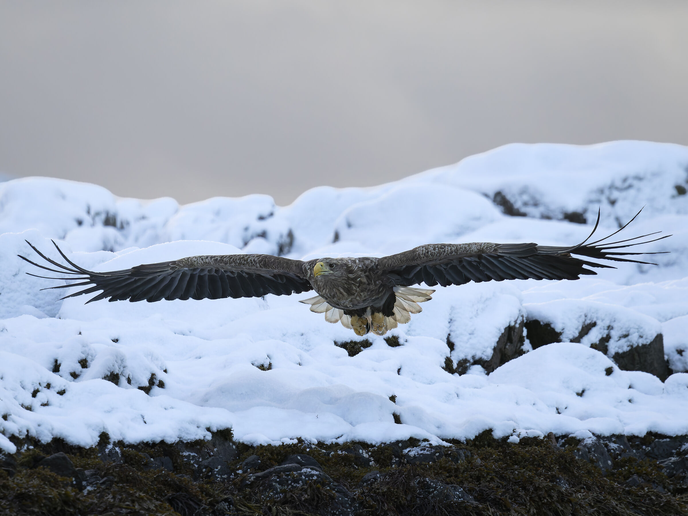 White-tailed Sea Eagle