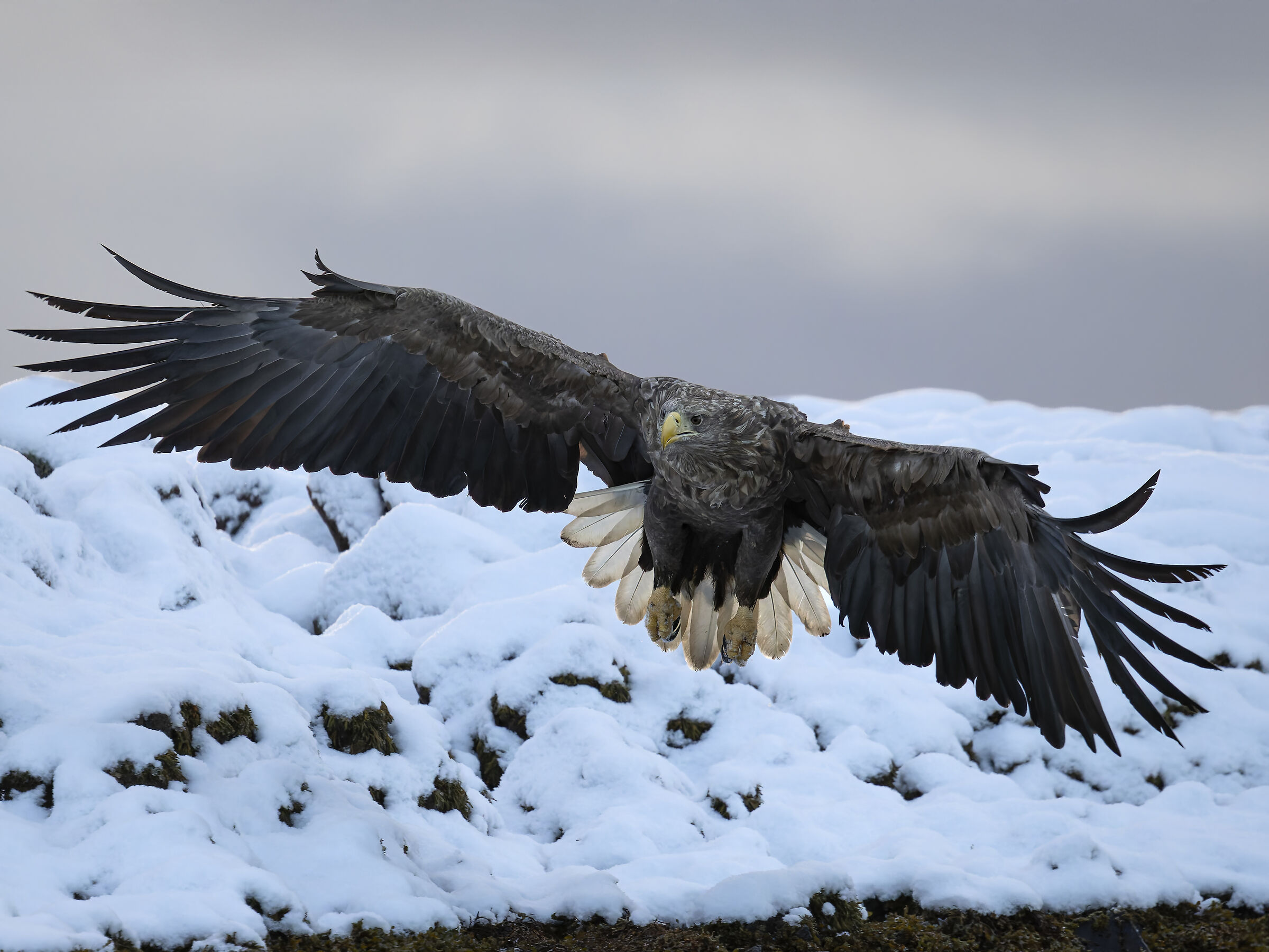 White-tailed Sea Eagle