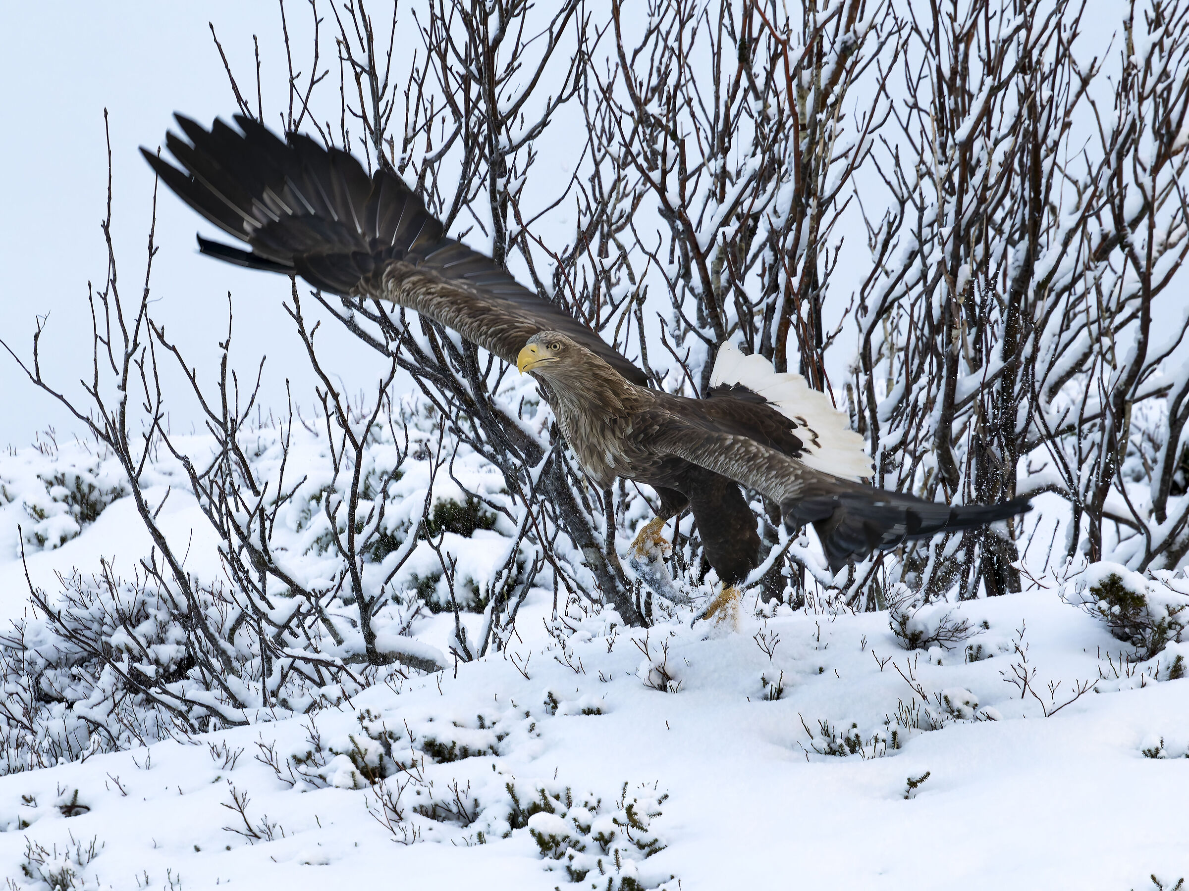 White-tailed Sea Eagle