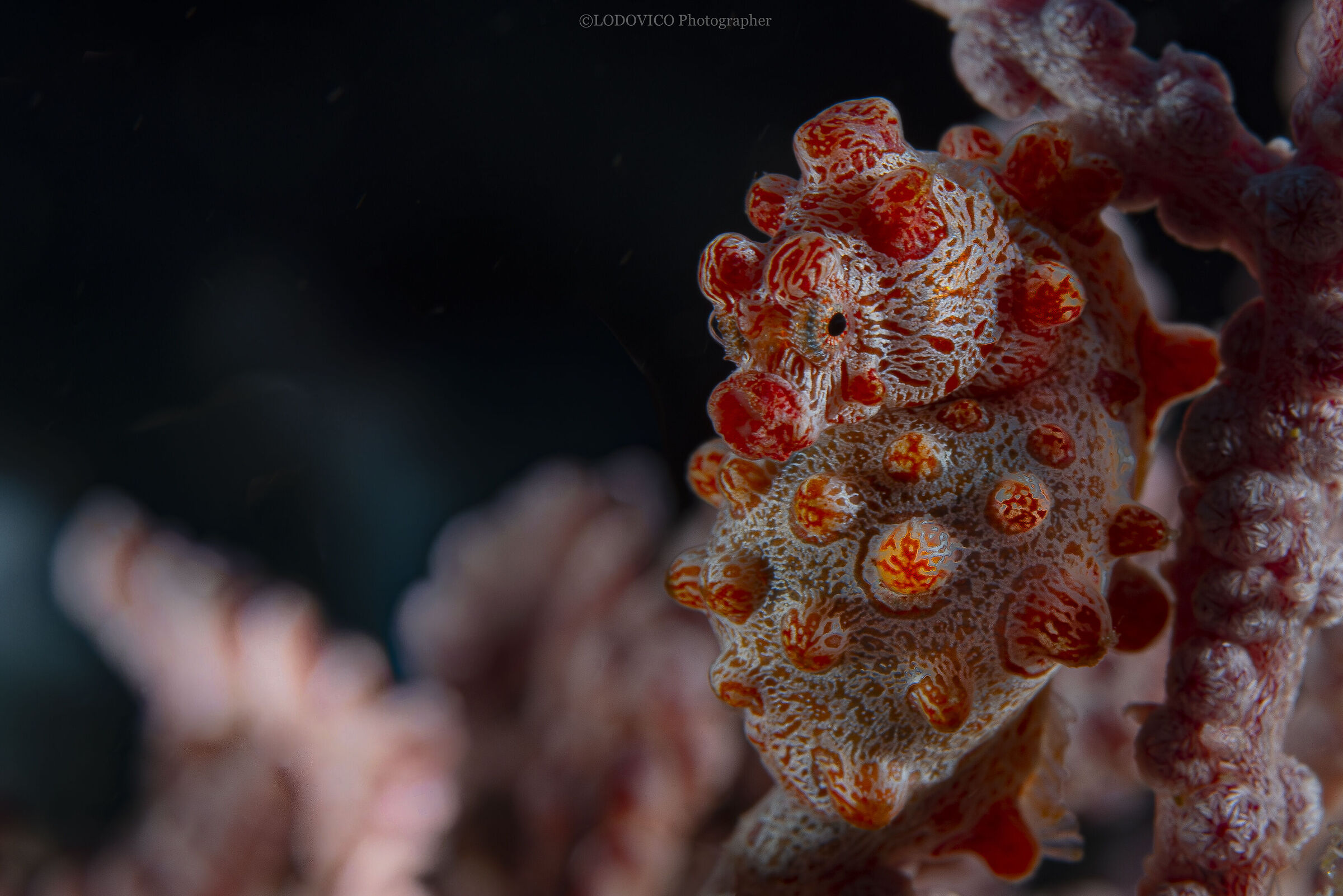 Cavalluccio Marino Pigmeo