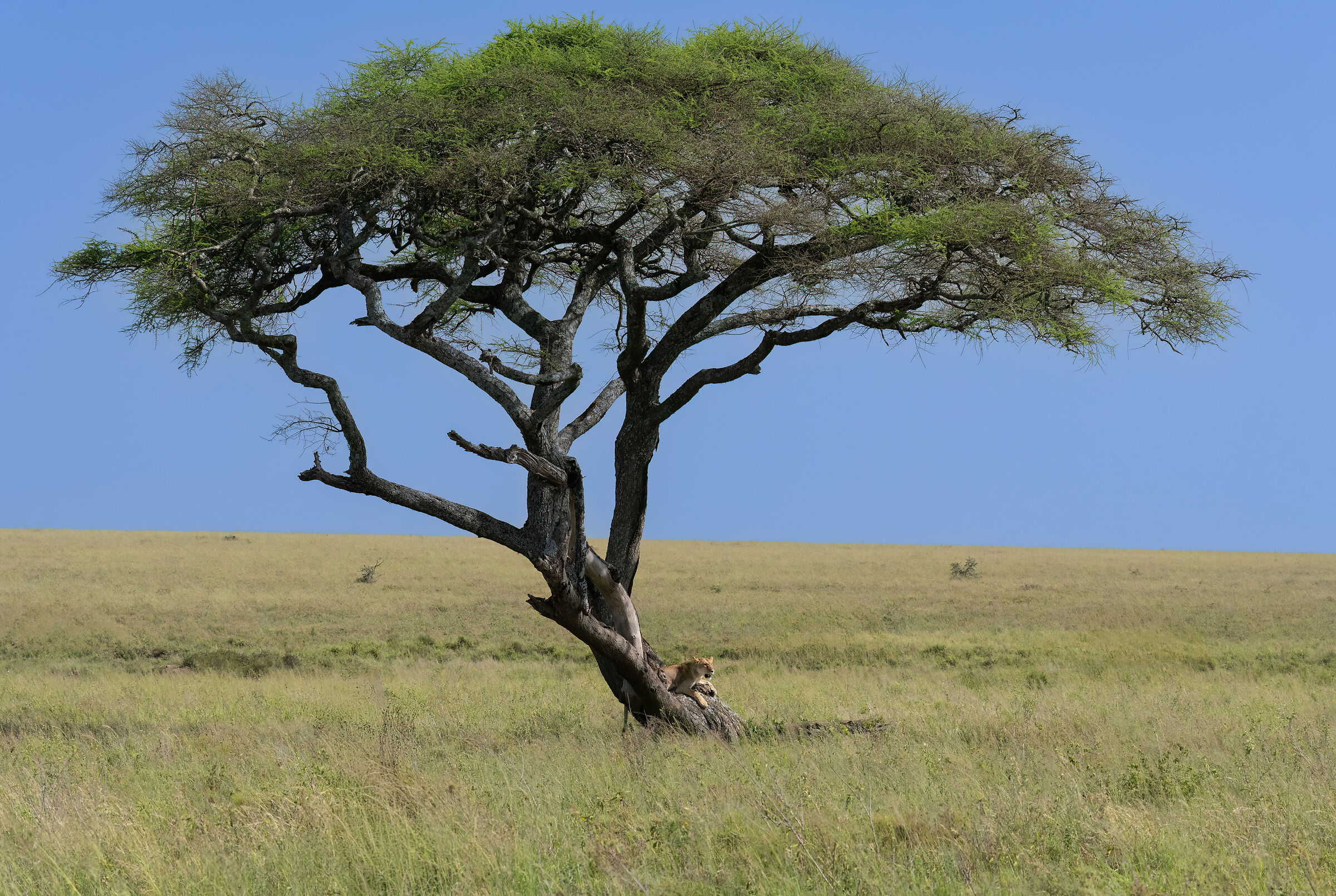 La leonessa sull'acacia