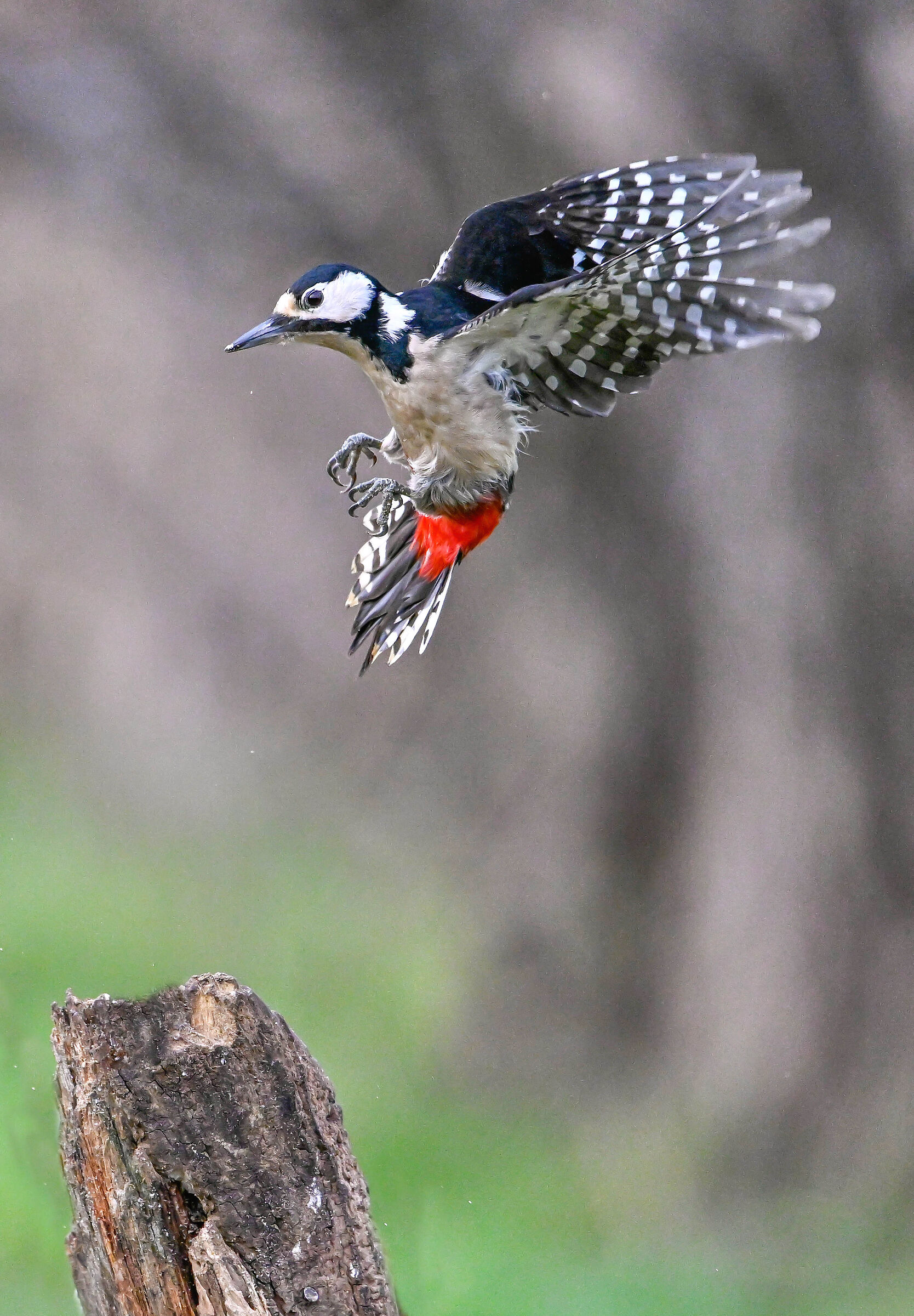 Spotted woodpecker