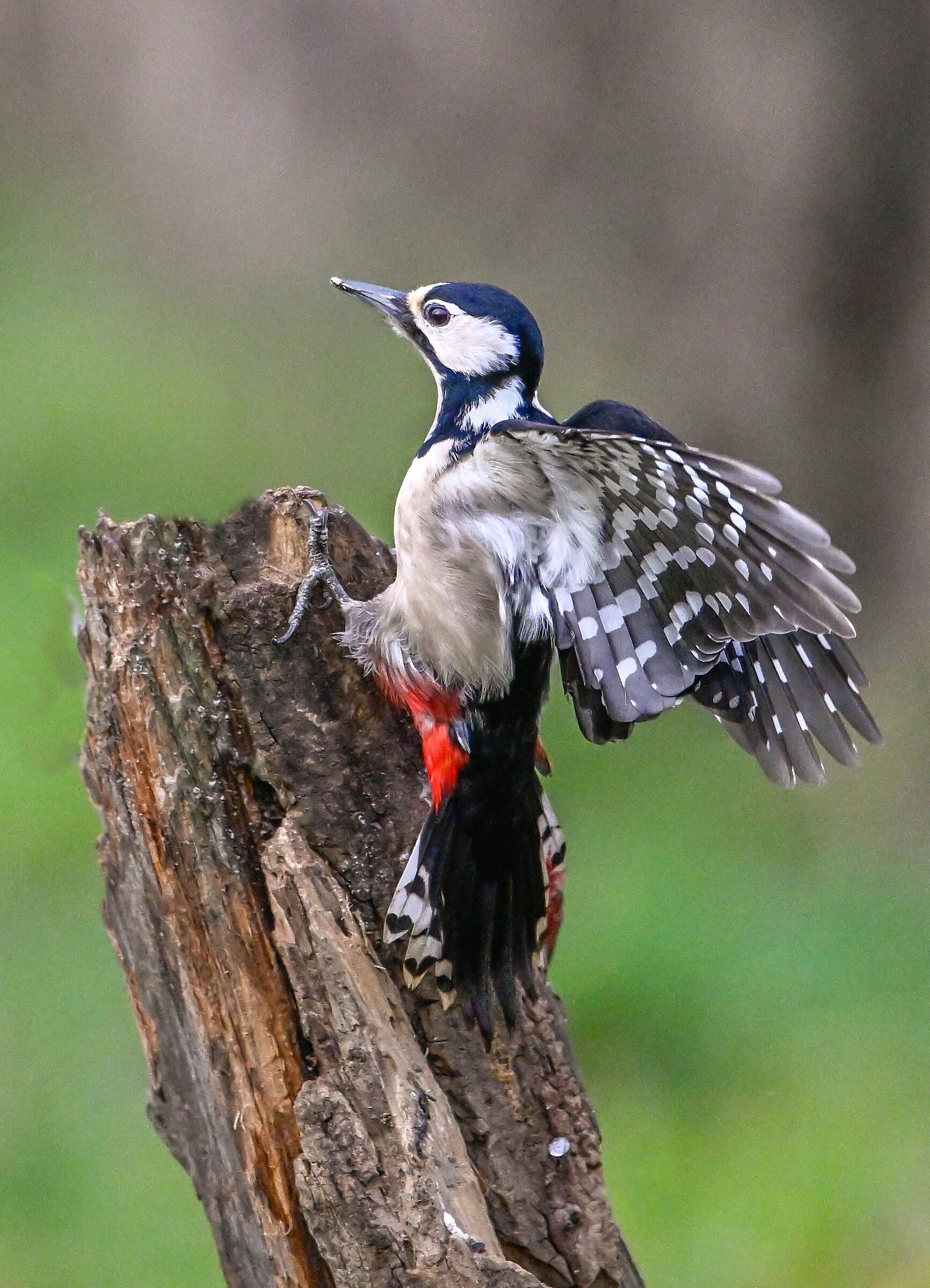 Spotted woodpecker