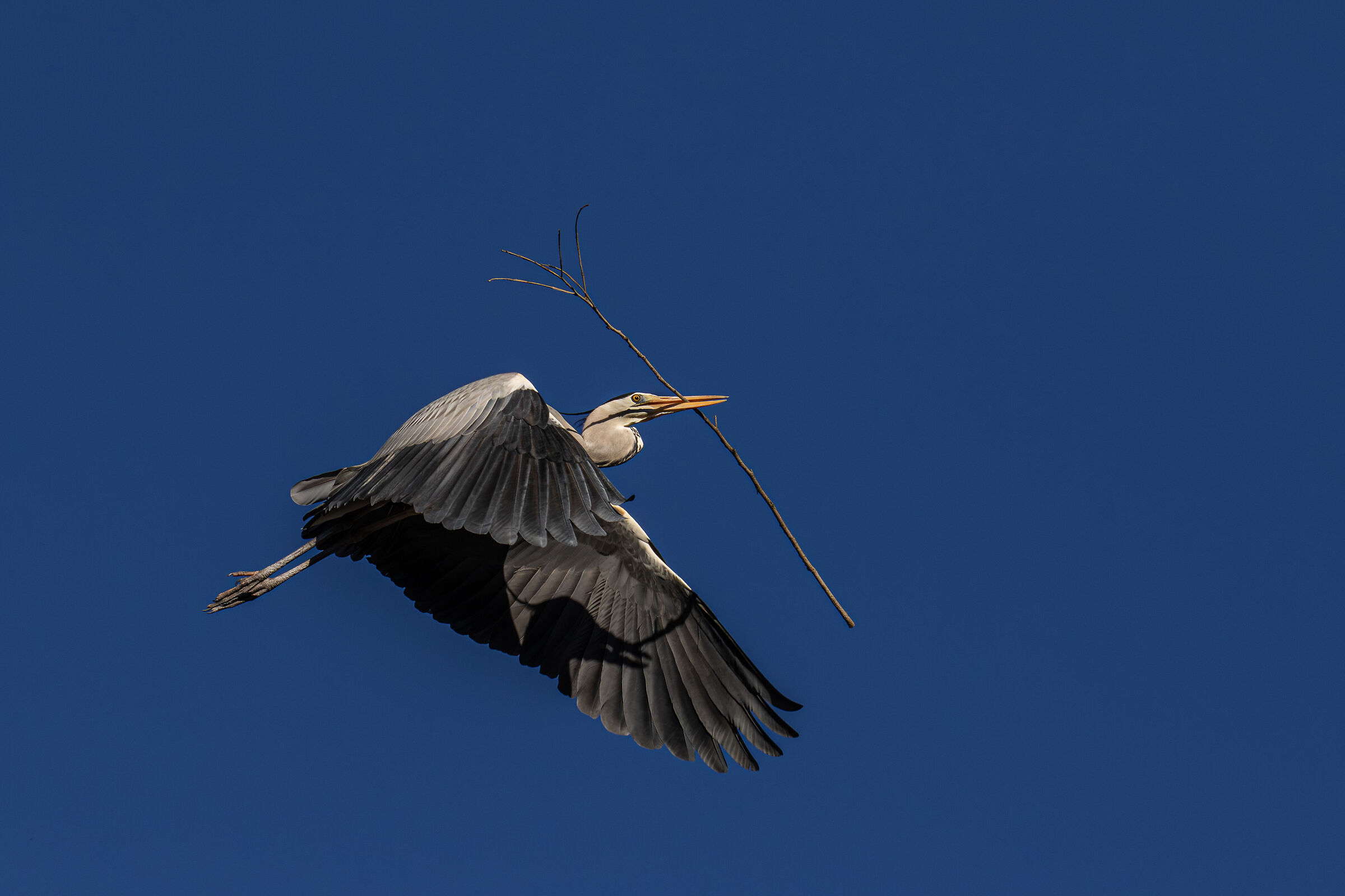 Heron with twig