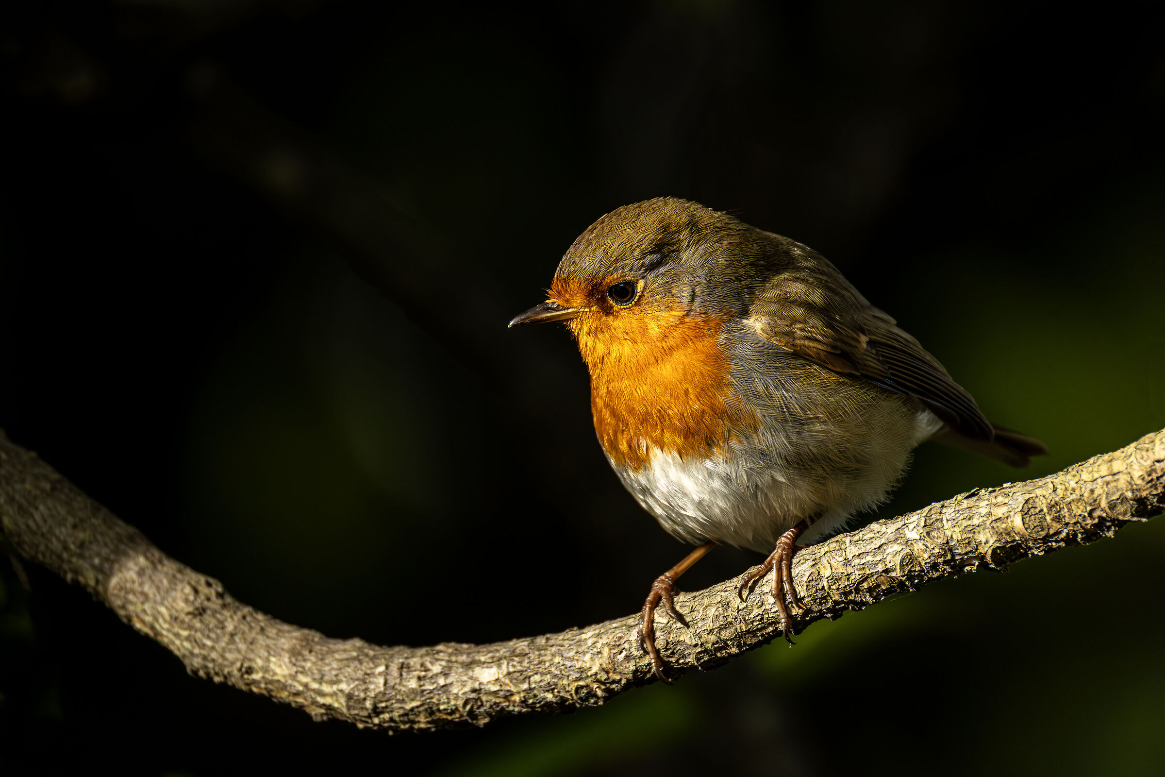 Robin