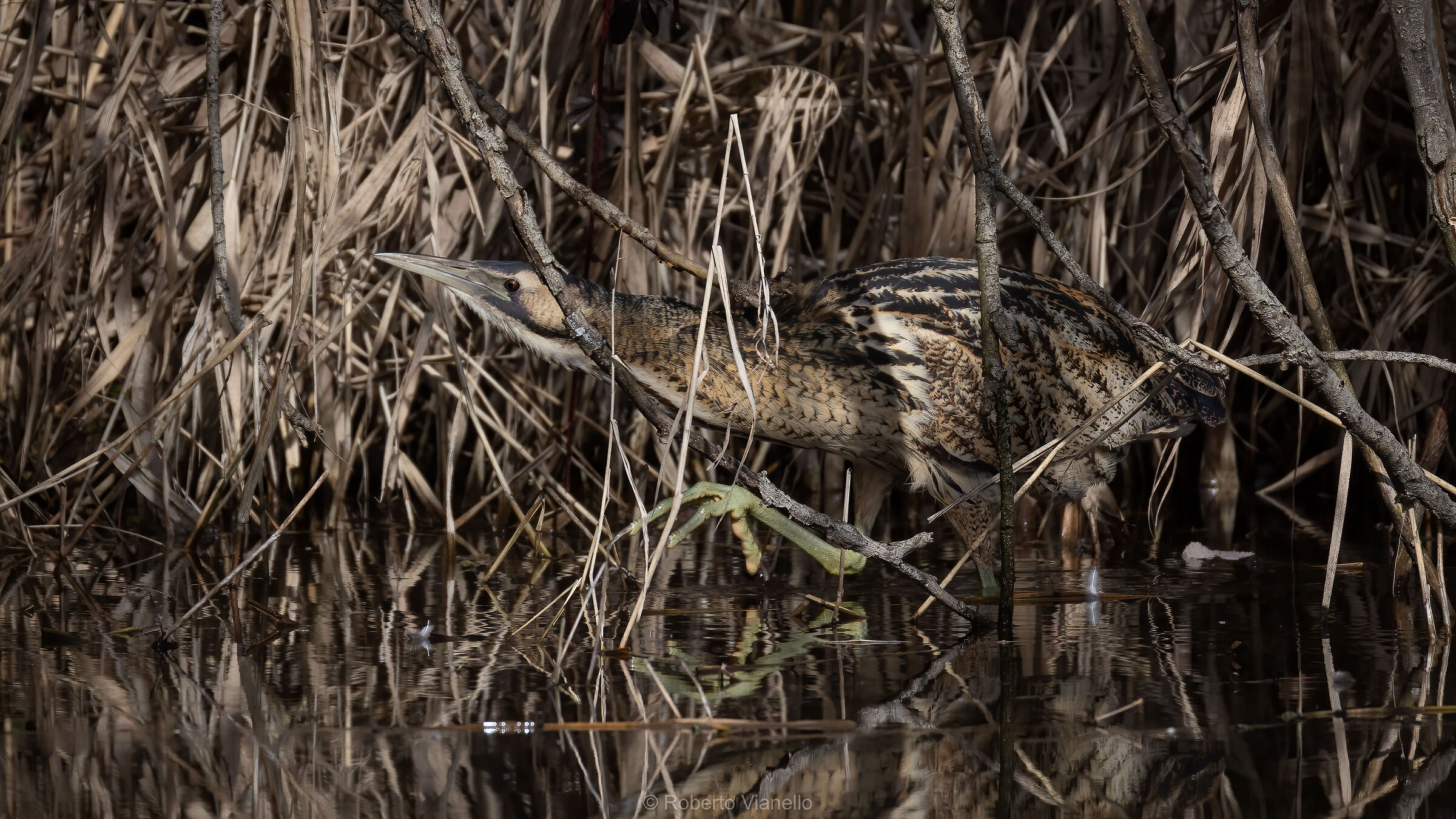 Tarabuso (Butaurus stellaris)