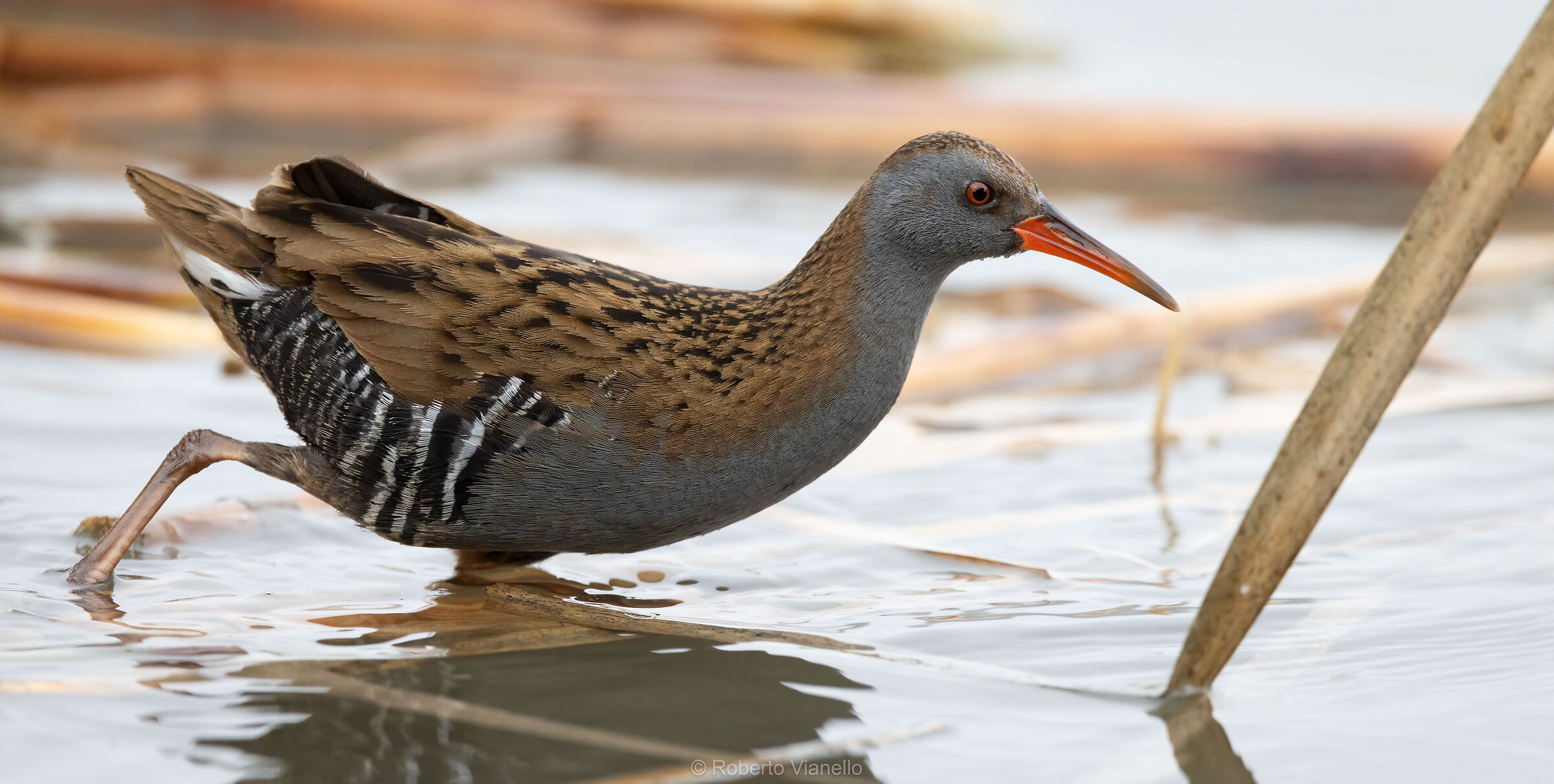 Porciglione (Rallus aquaticus)