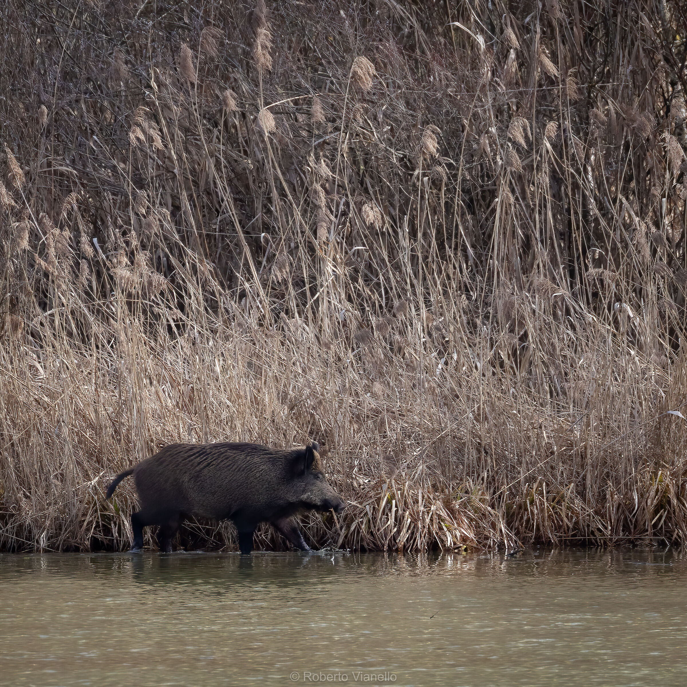 Cinghiale (Sus scrofa)