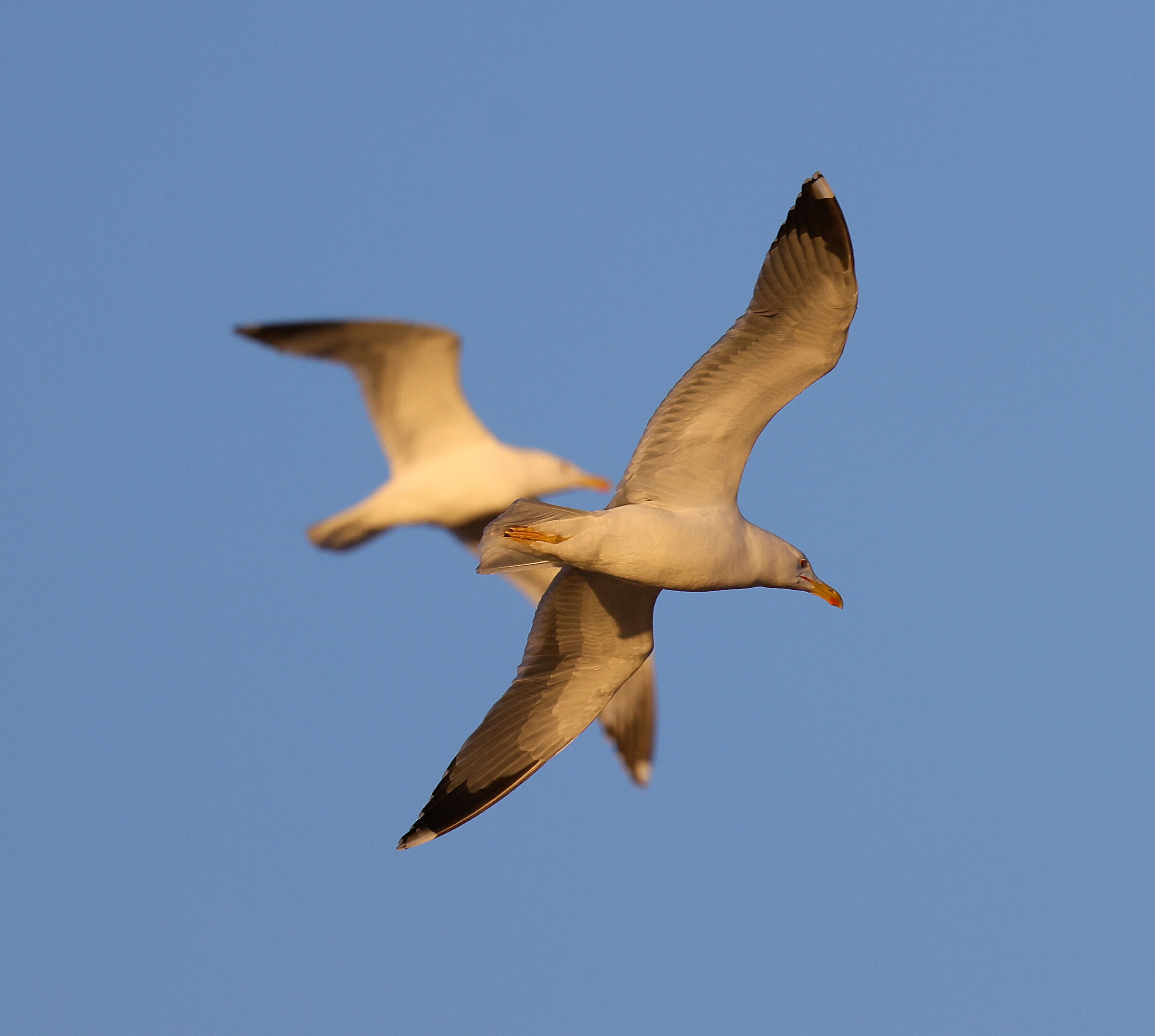 Alba in volo