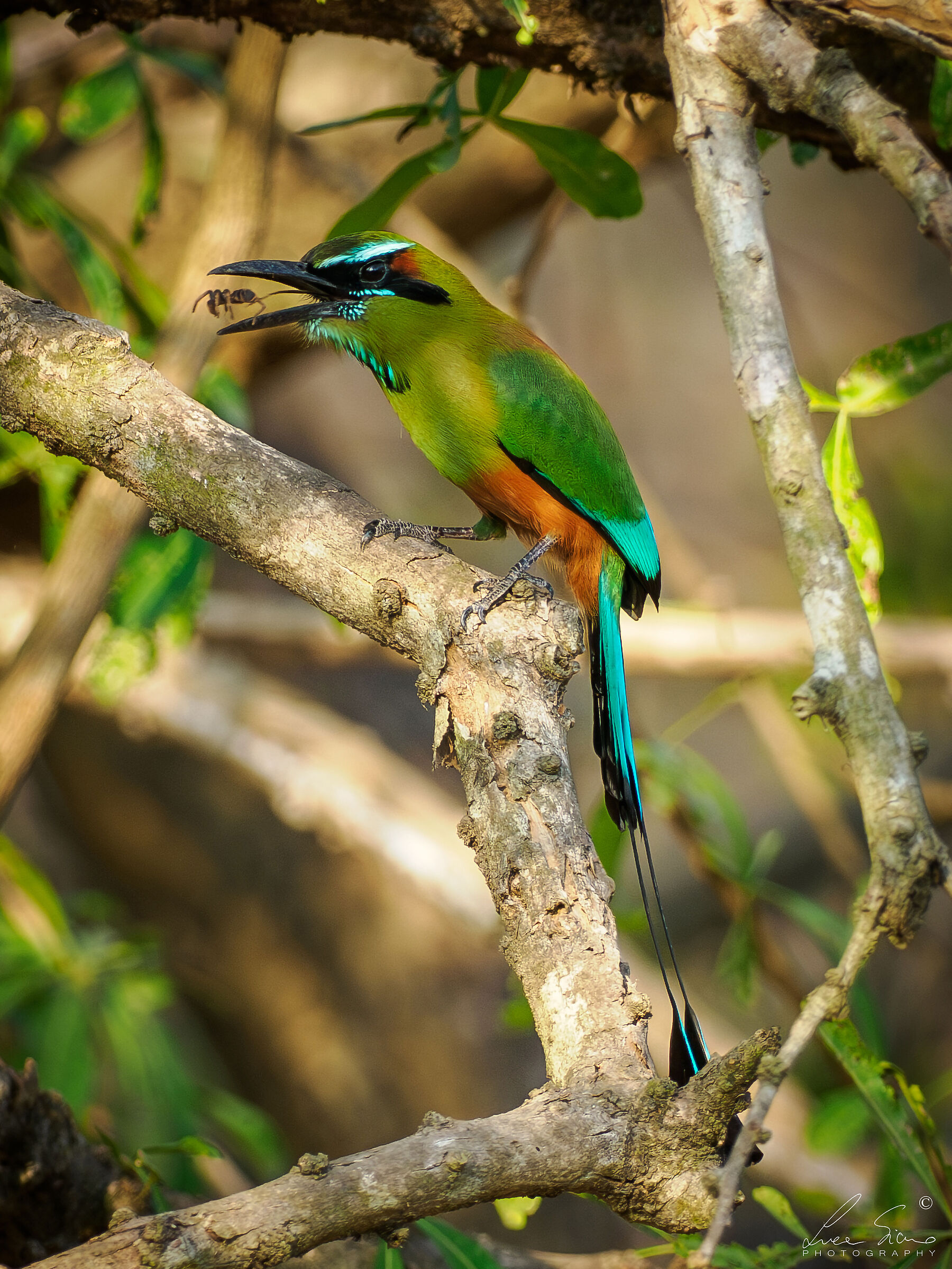 Eumomota superciliosa