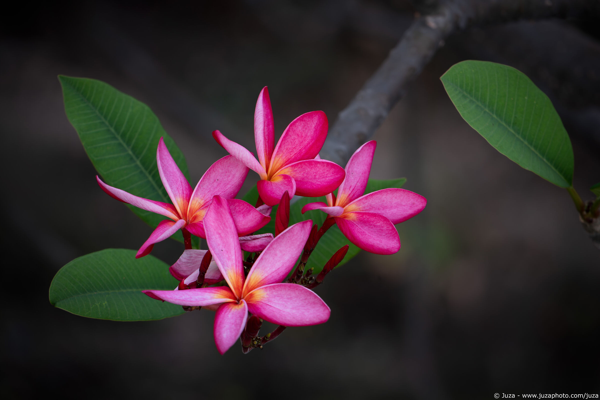 The beauty of Frangipani