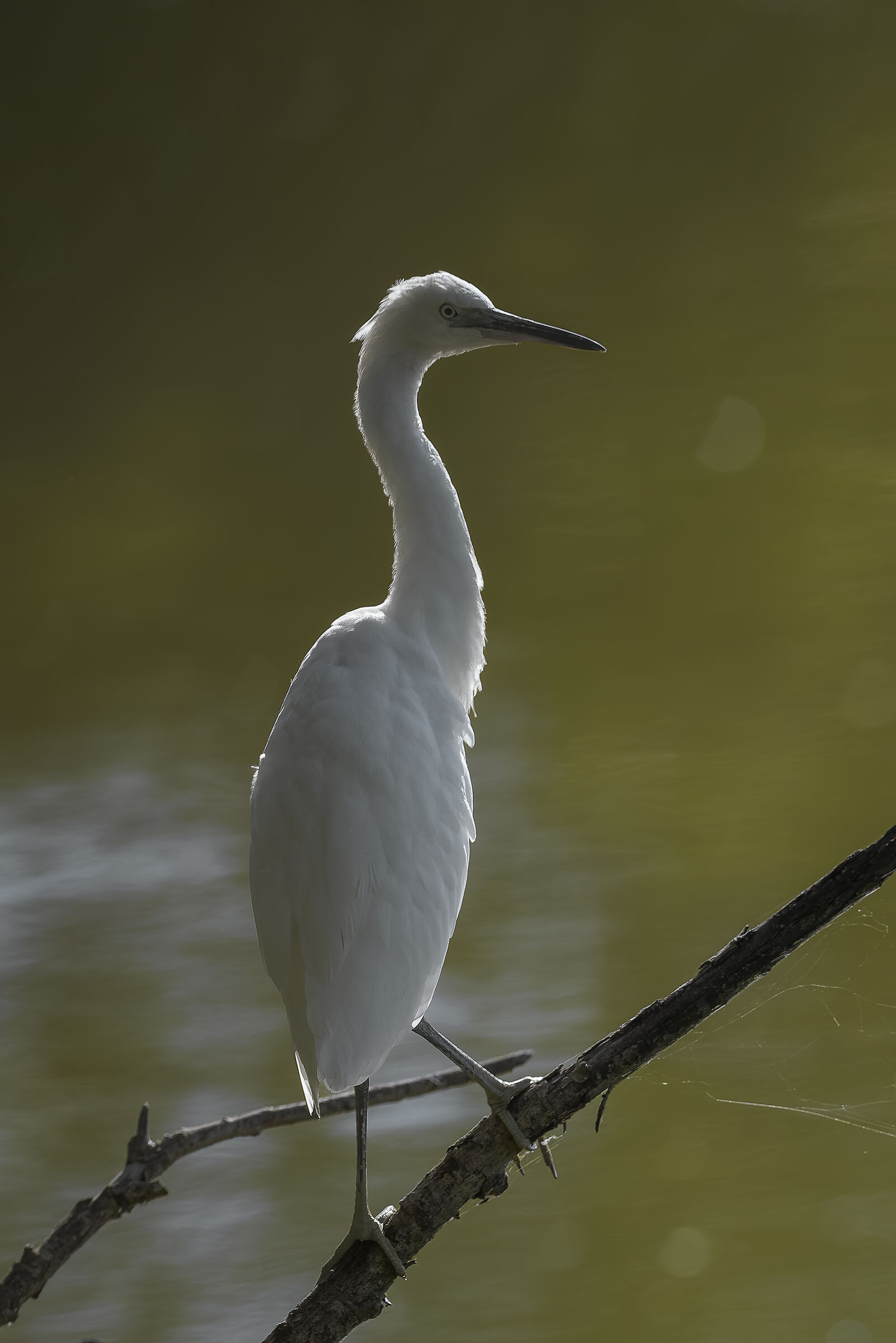 Egretta garzetta