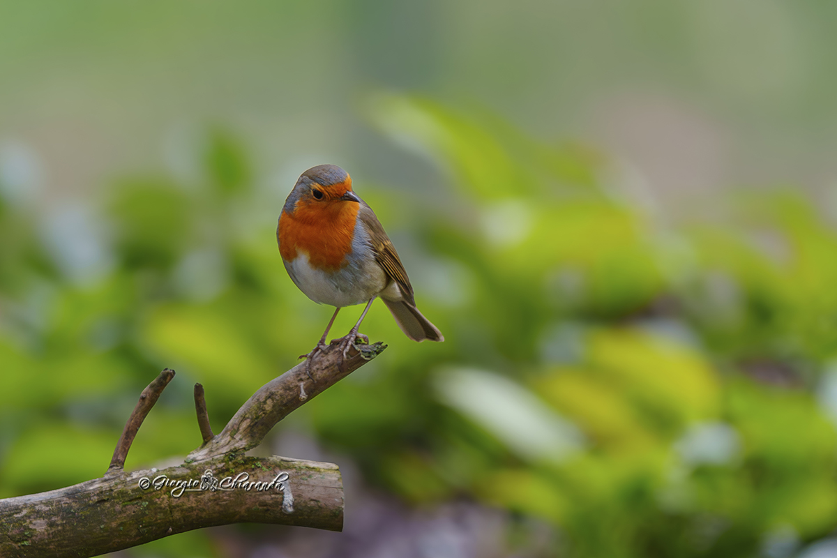 Pensive Robin