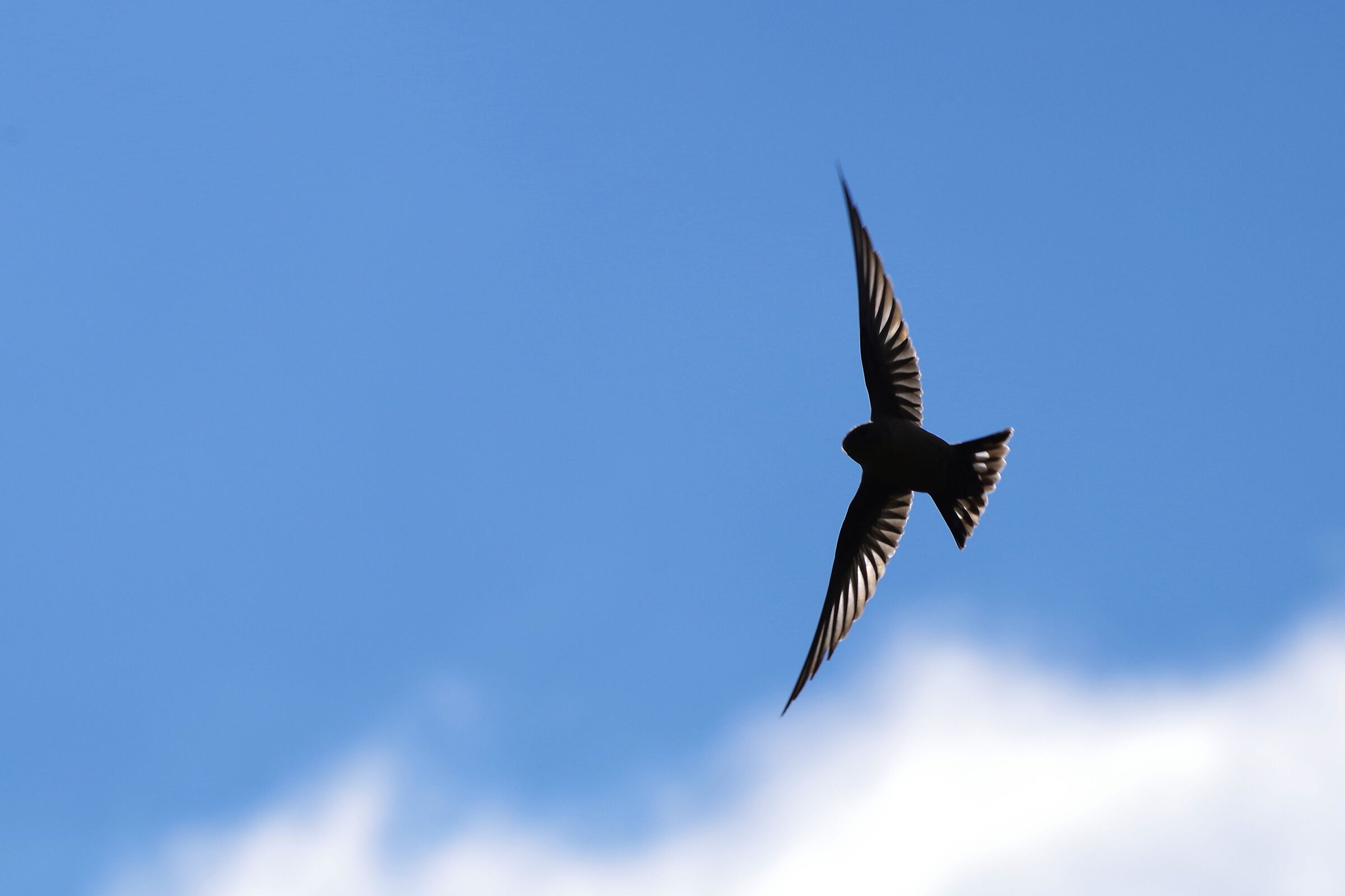 Mountain Swallow
