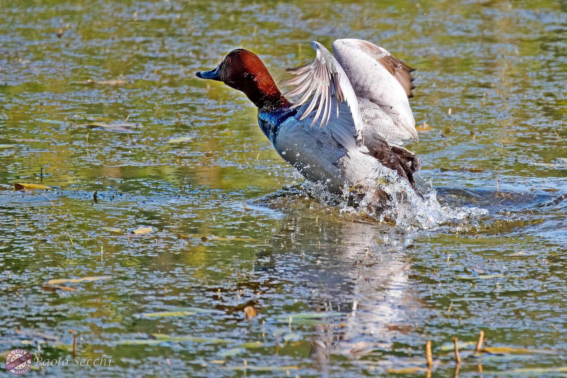 Pochard m. taking off