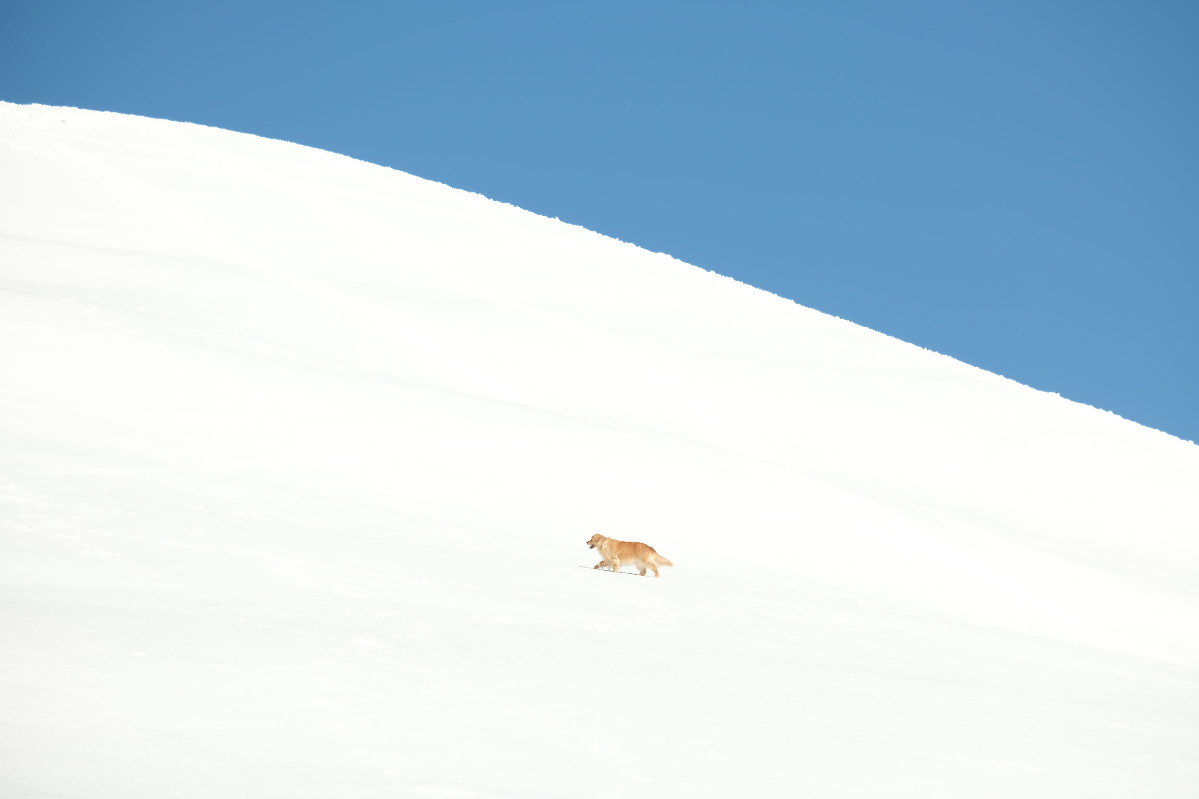 Minimal dog