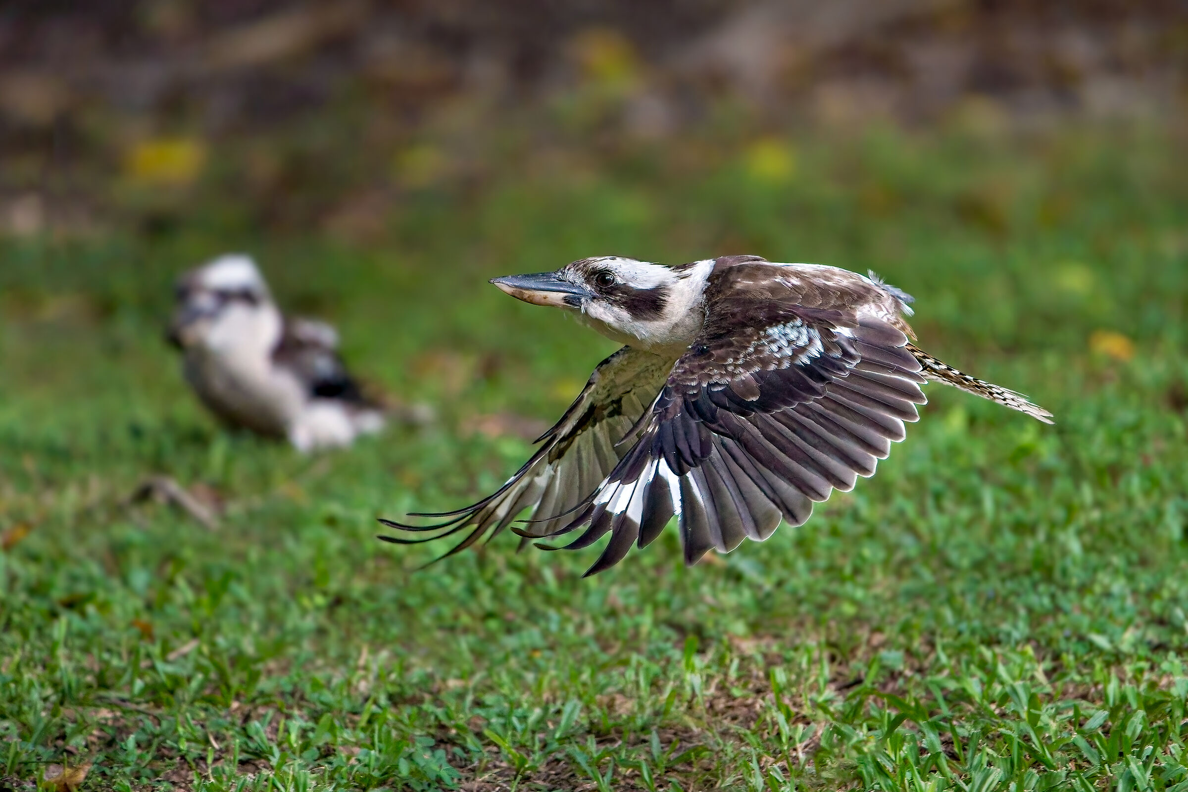 Kookaburra