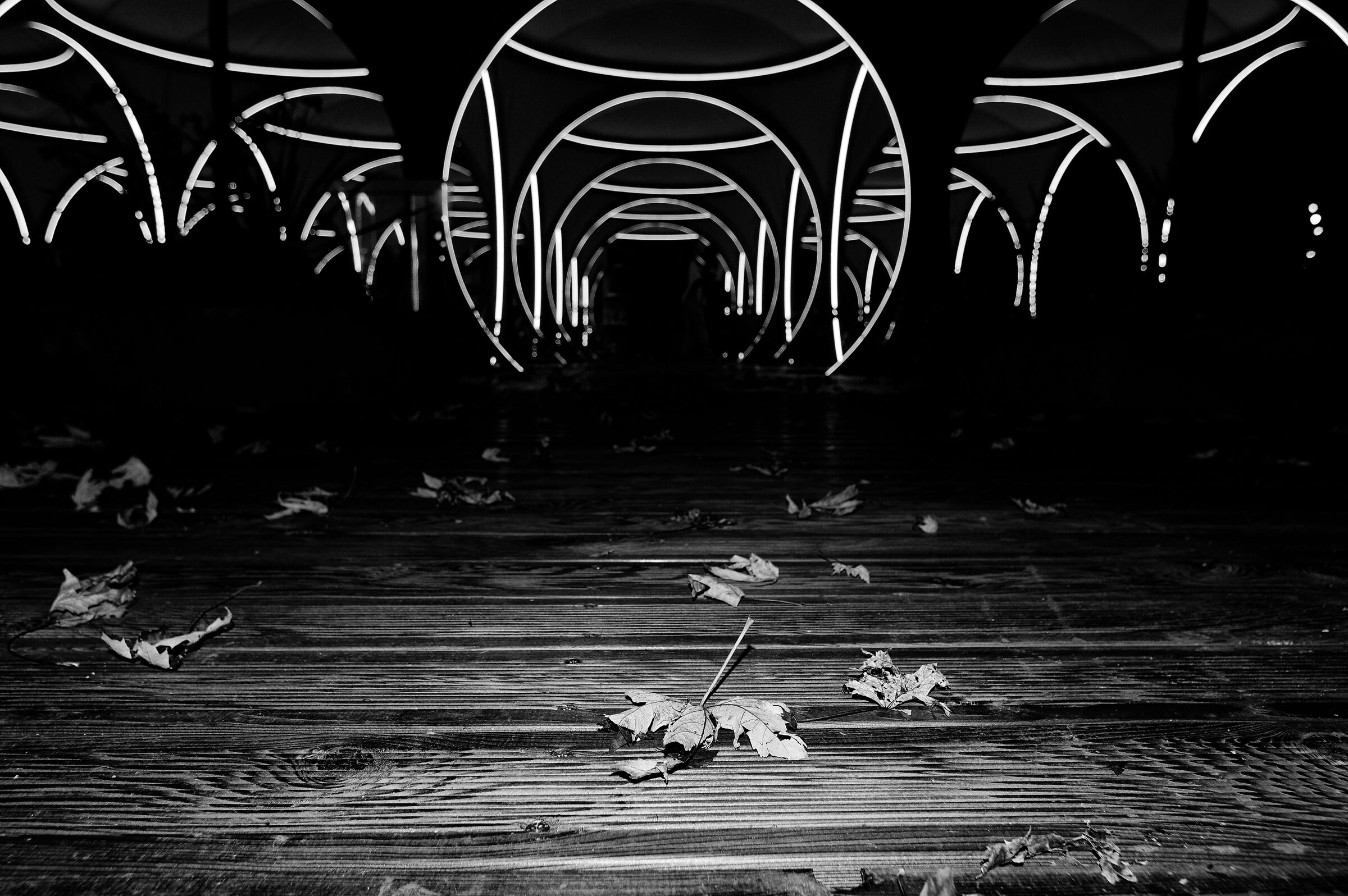 Leaves, lights and lines