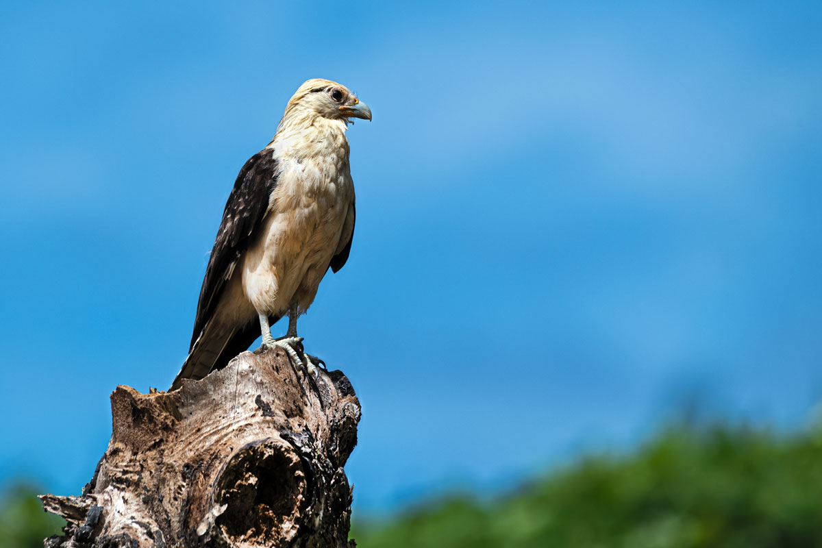Caracara testagialla