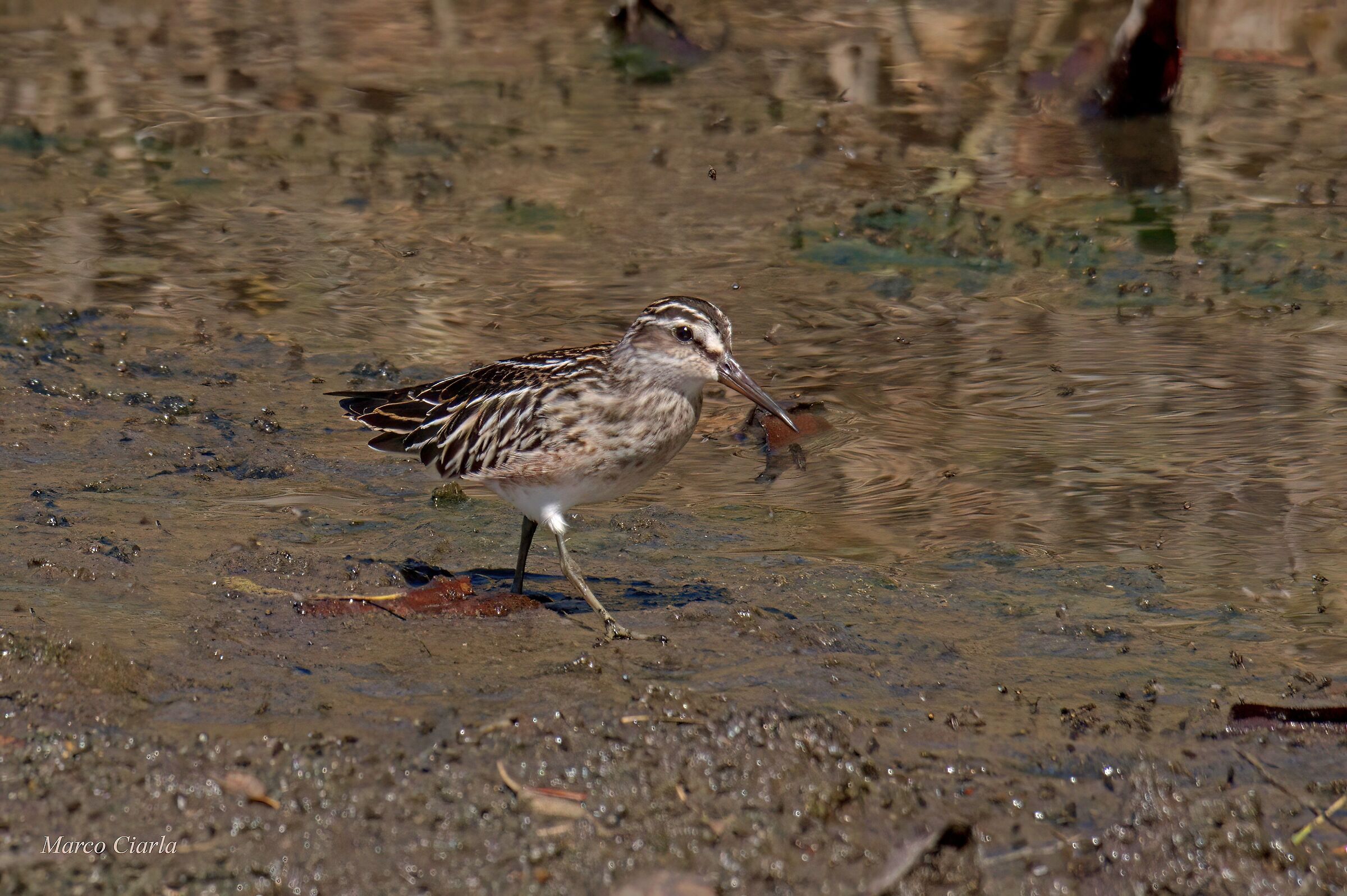 Whisk shrimp (Calidris falcinellus)