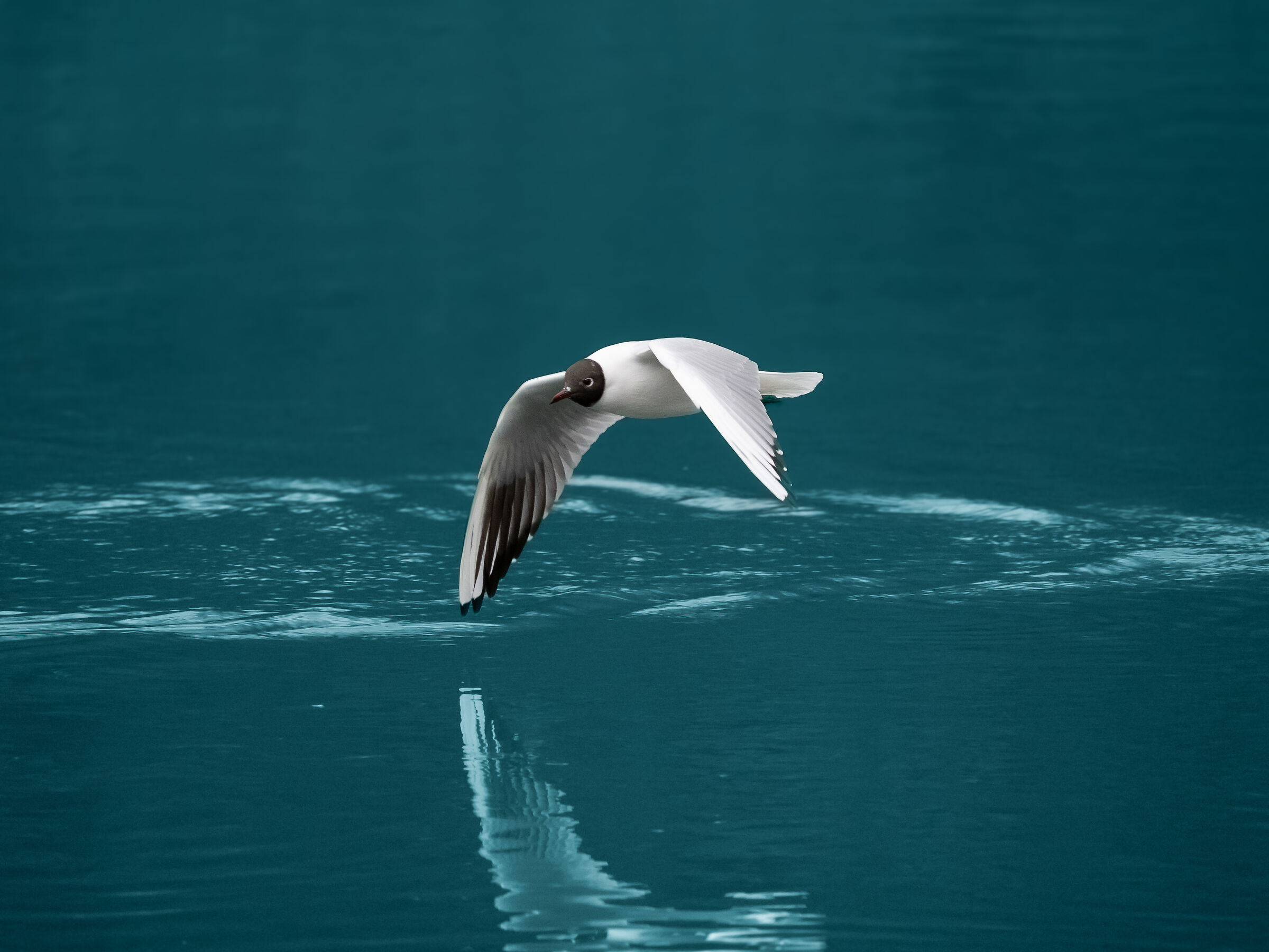Seagull