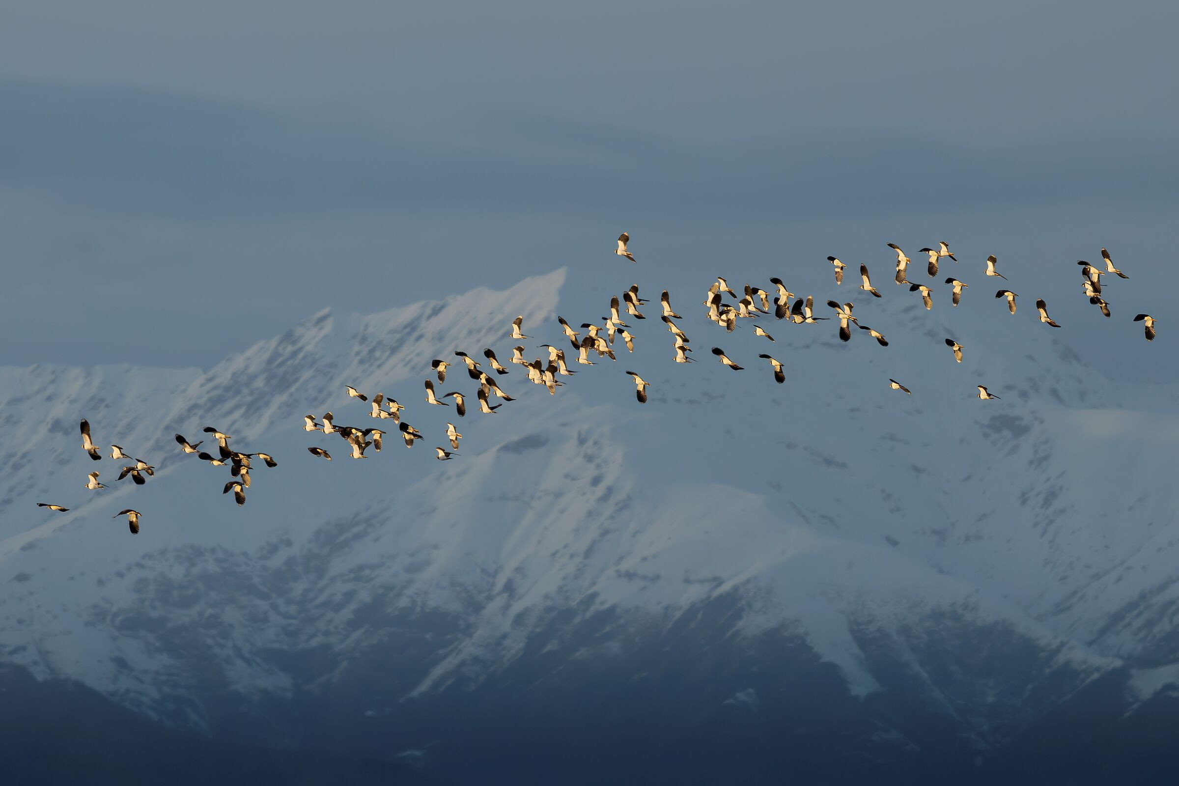 Wave of migrants