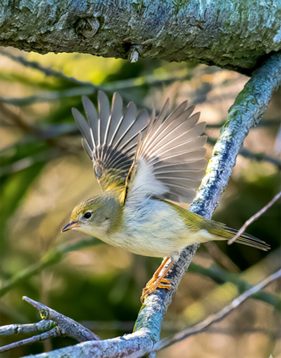 Regolo,il piu' piccolo uccello d'Europa