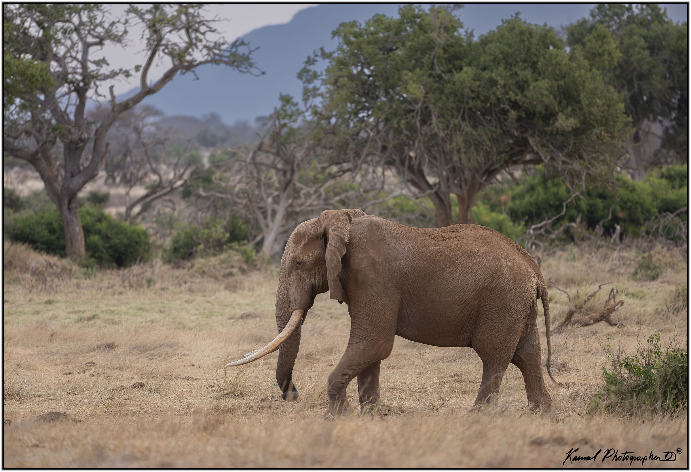 African savannah elephant (Loxodonta africana)
