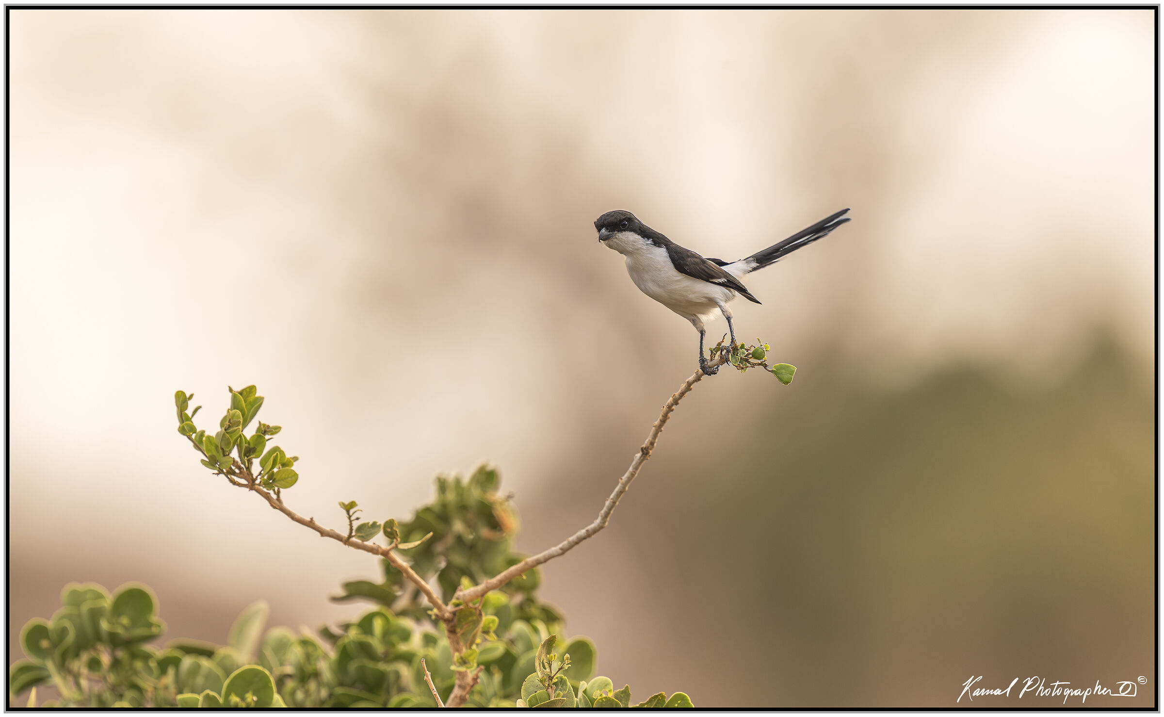 Long-tailed Fiscal - Lanius cabanisi