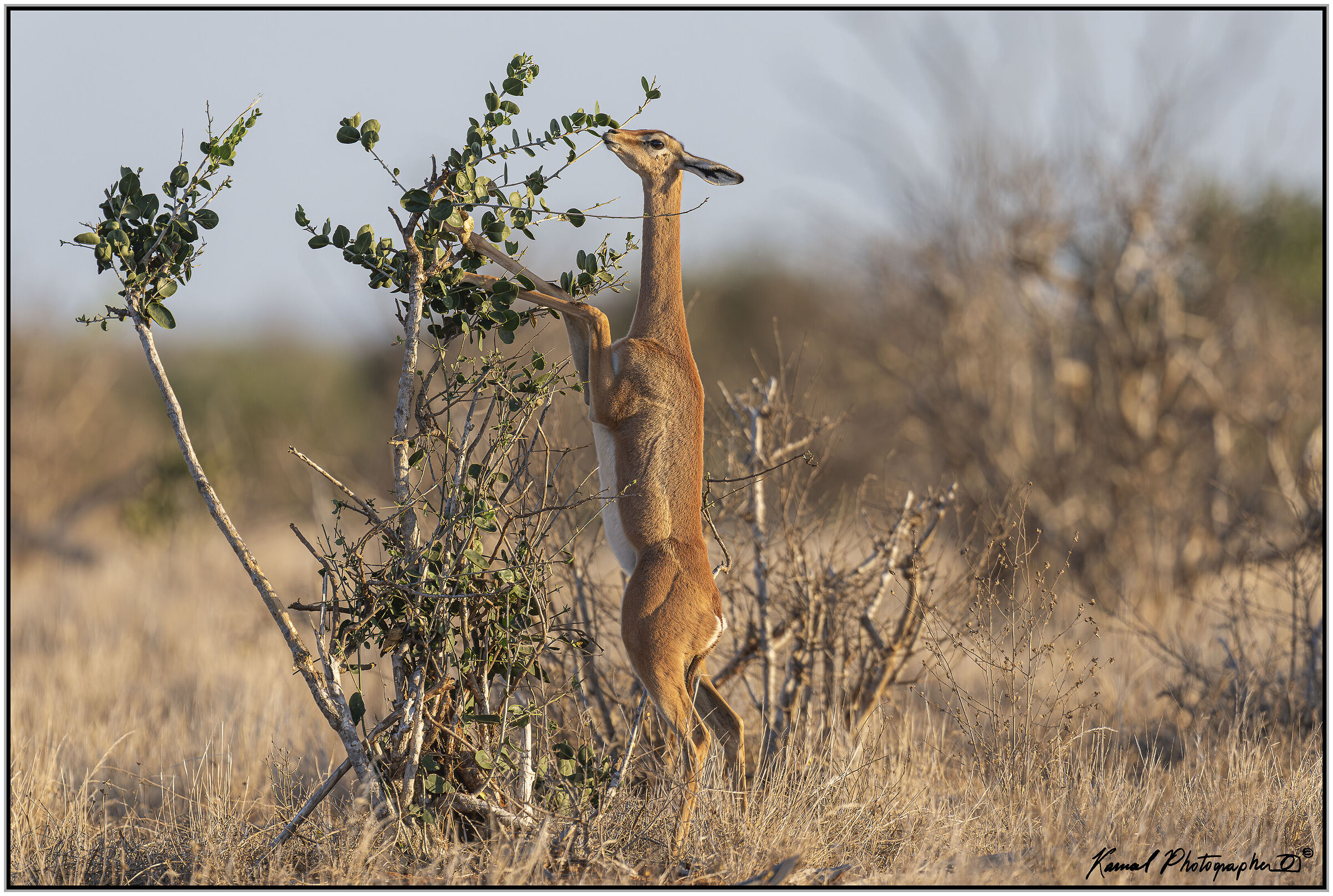 Giraffe antelope (Litocranius walleri)