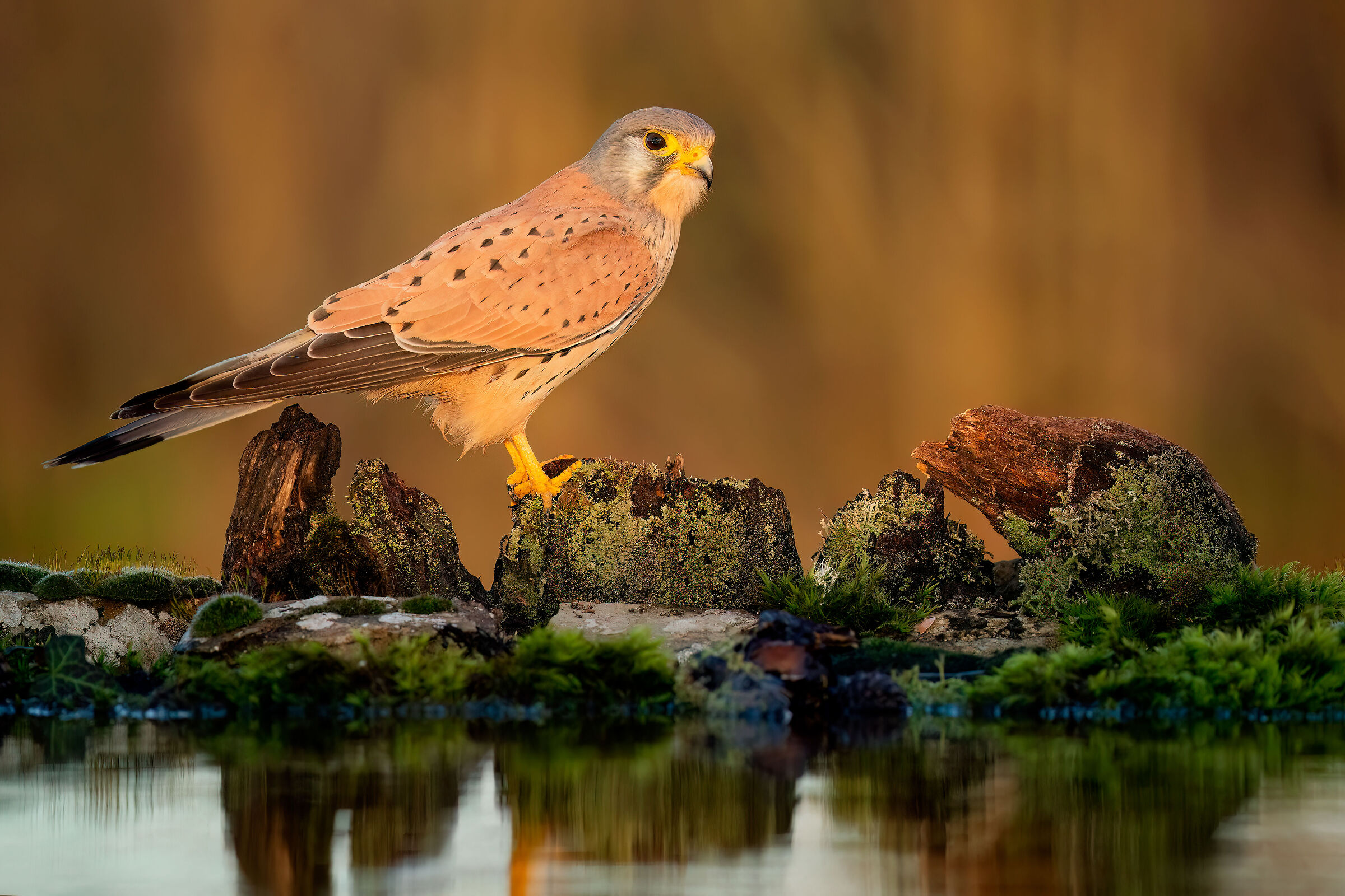 kestrel