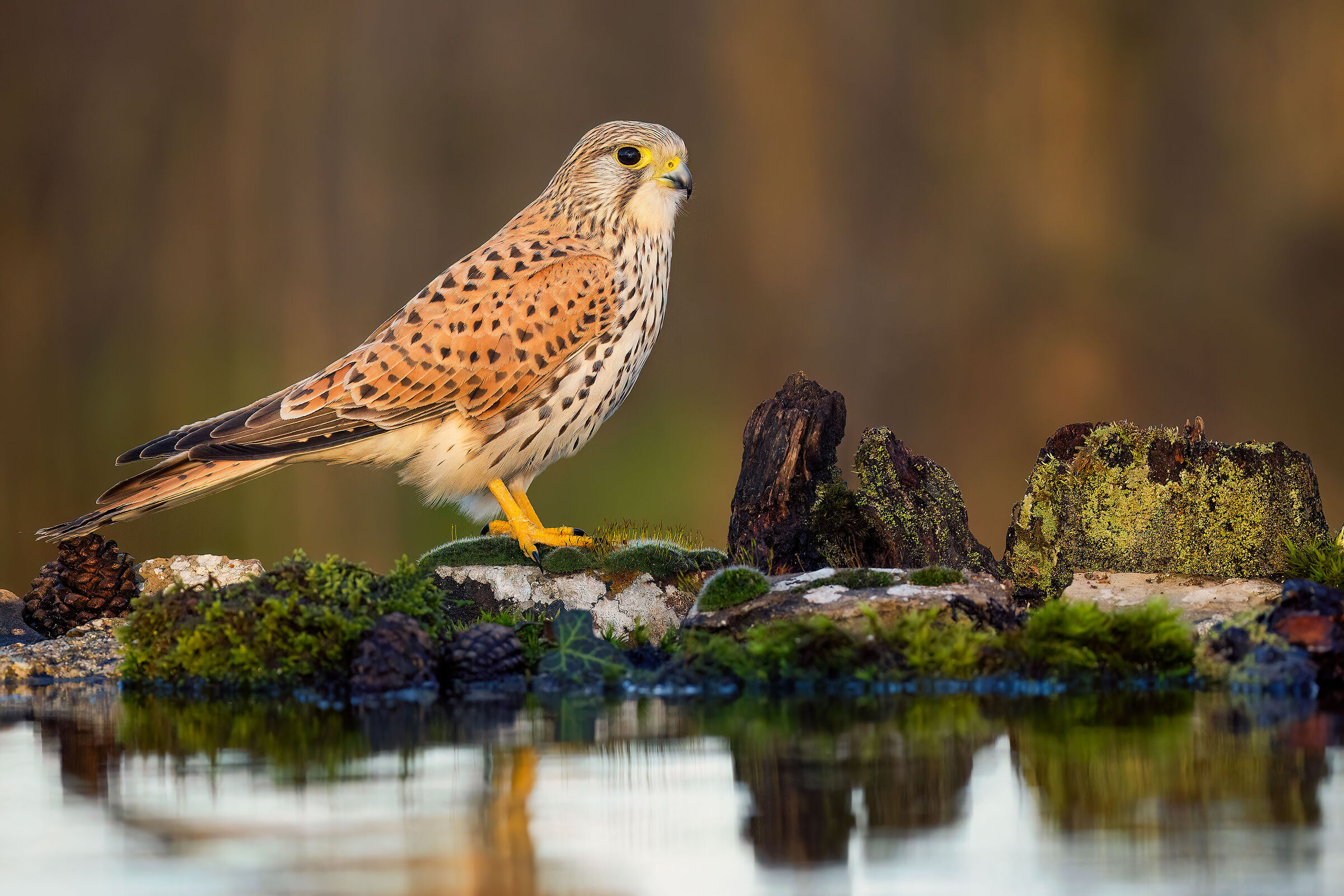 kestrel
