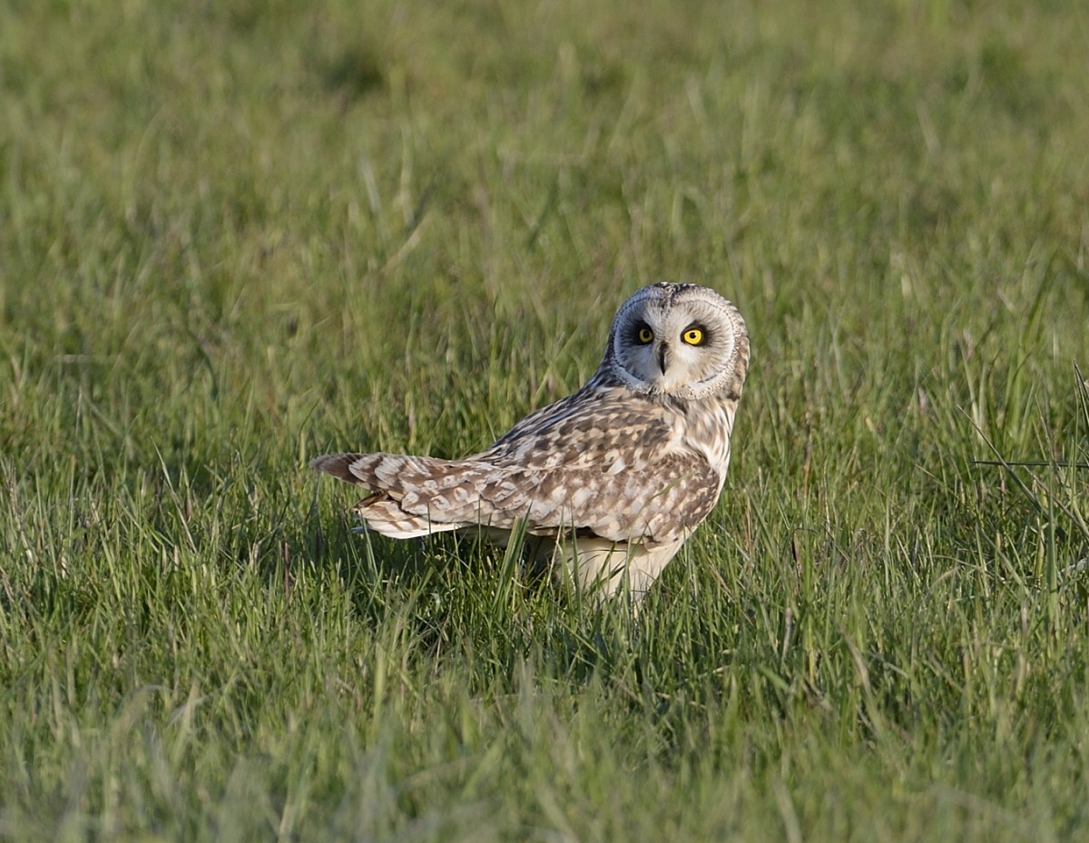Short-eared Owl