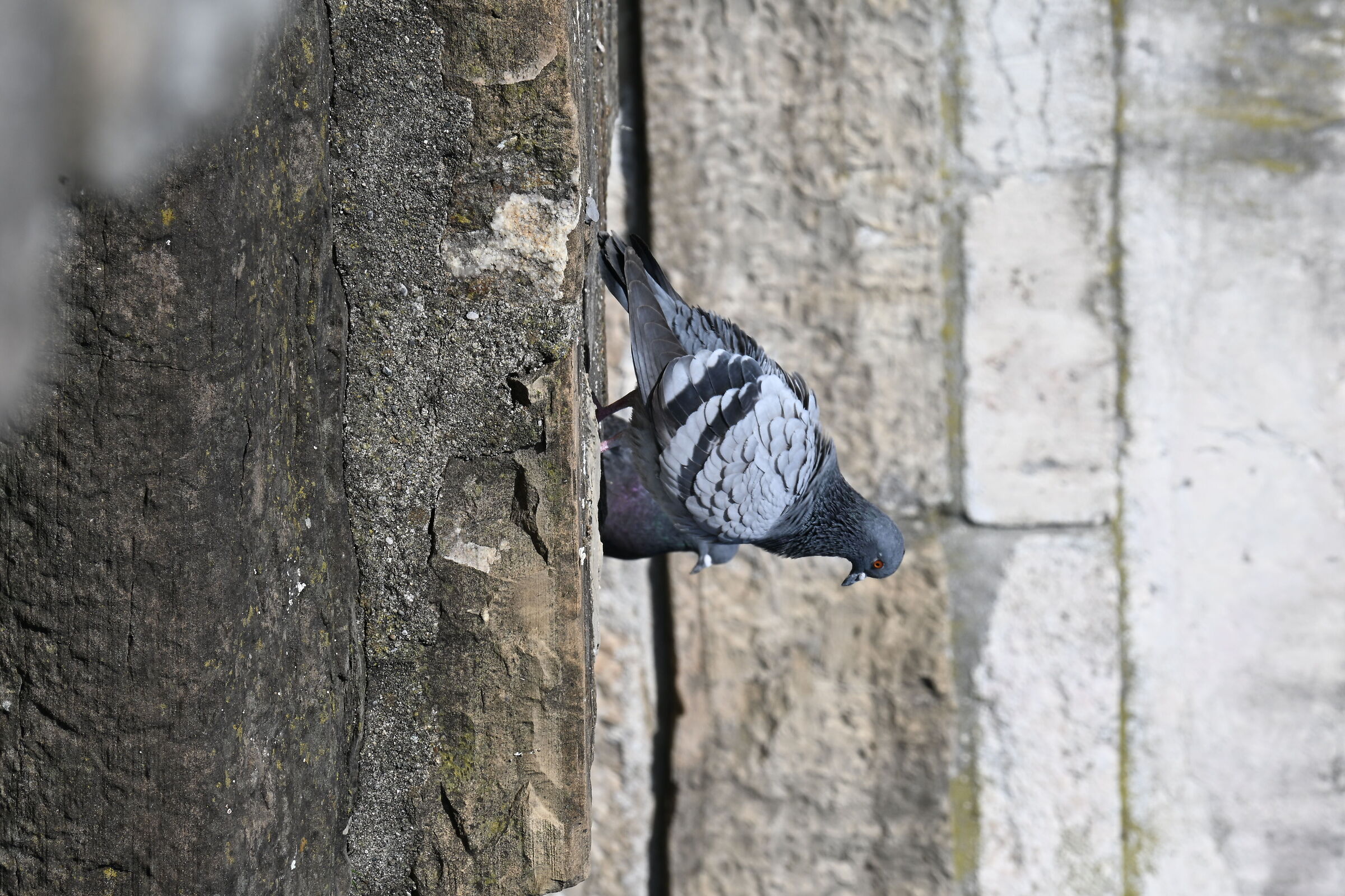 The pigeon