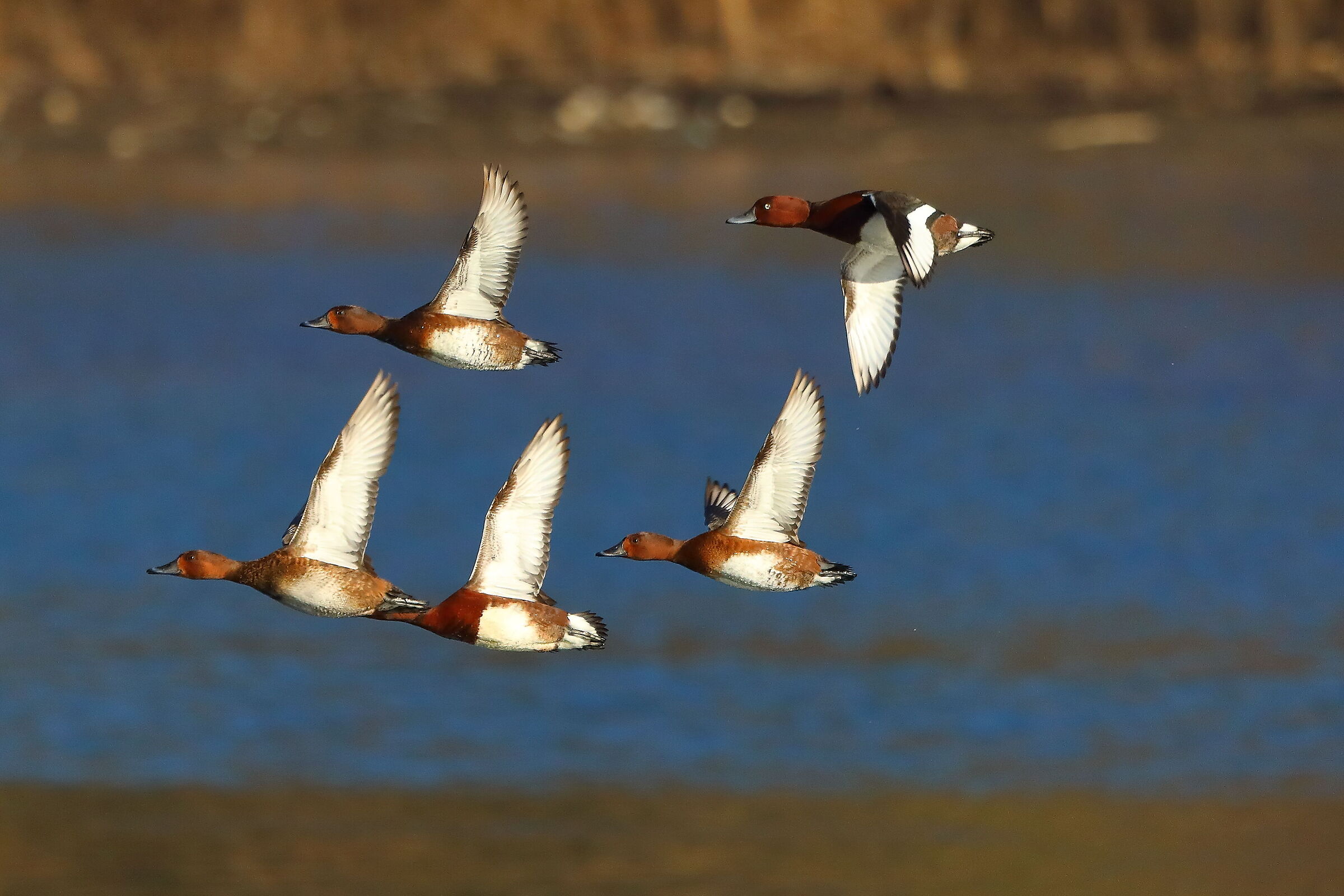 Morette T 15 gennaio 2022