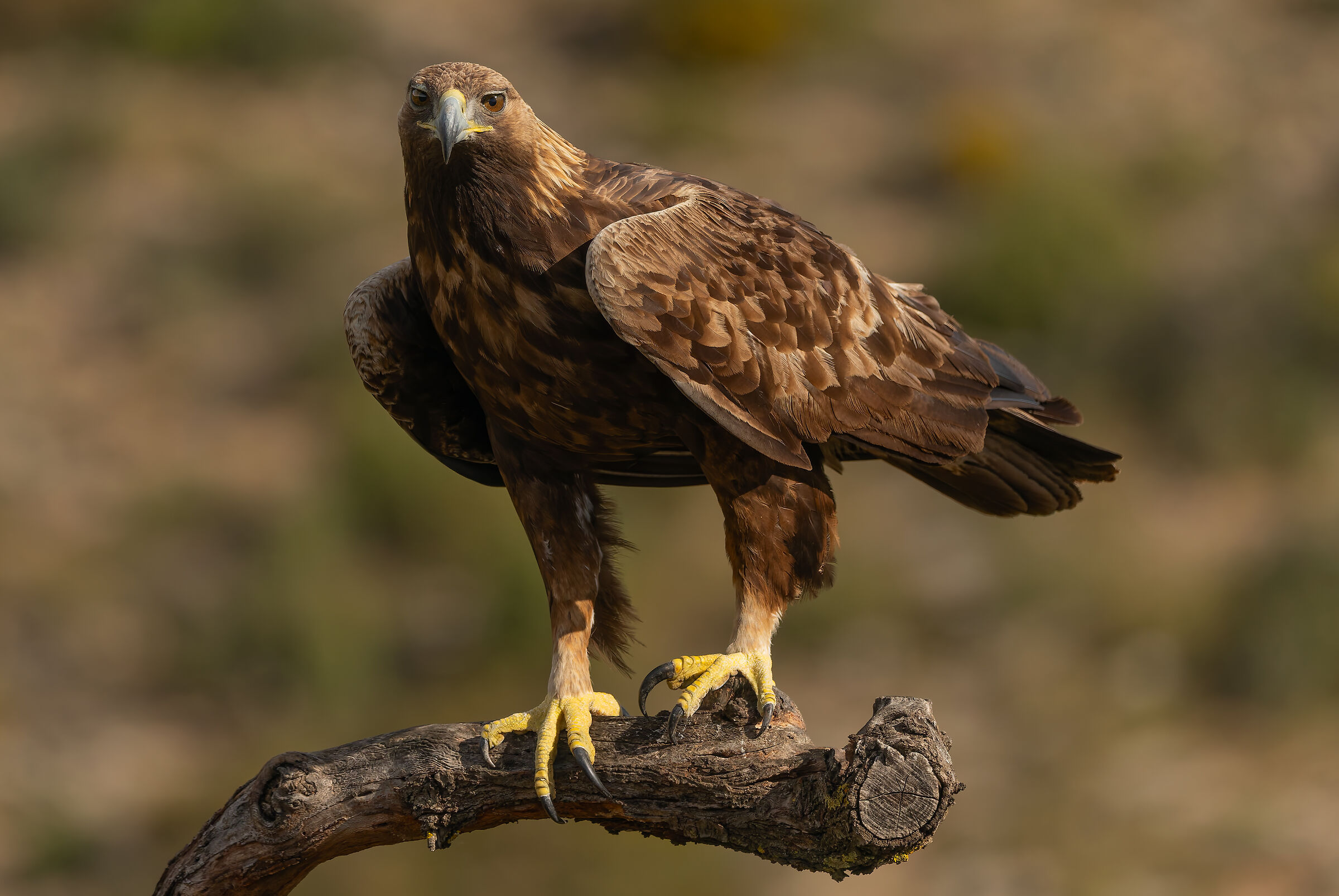 GOLDEN EAGLE