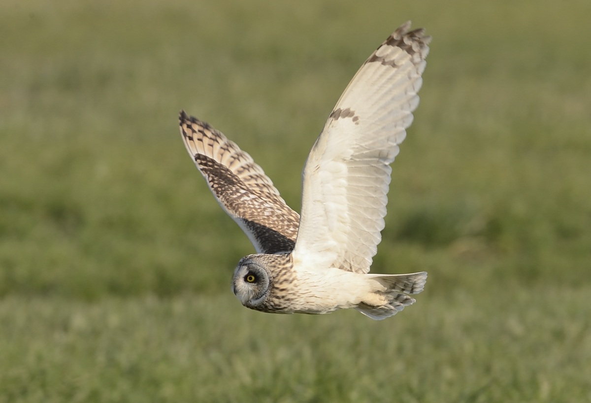 Short-eared Owl