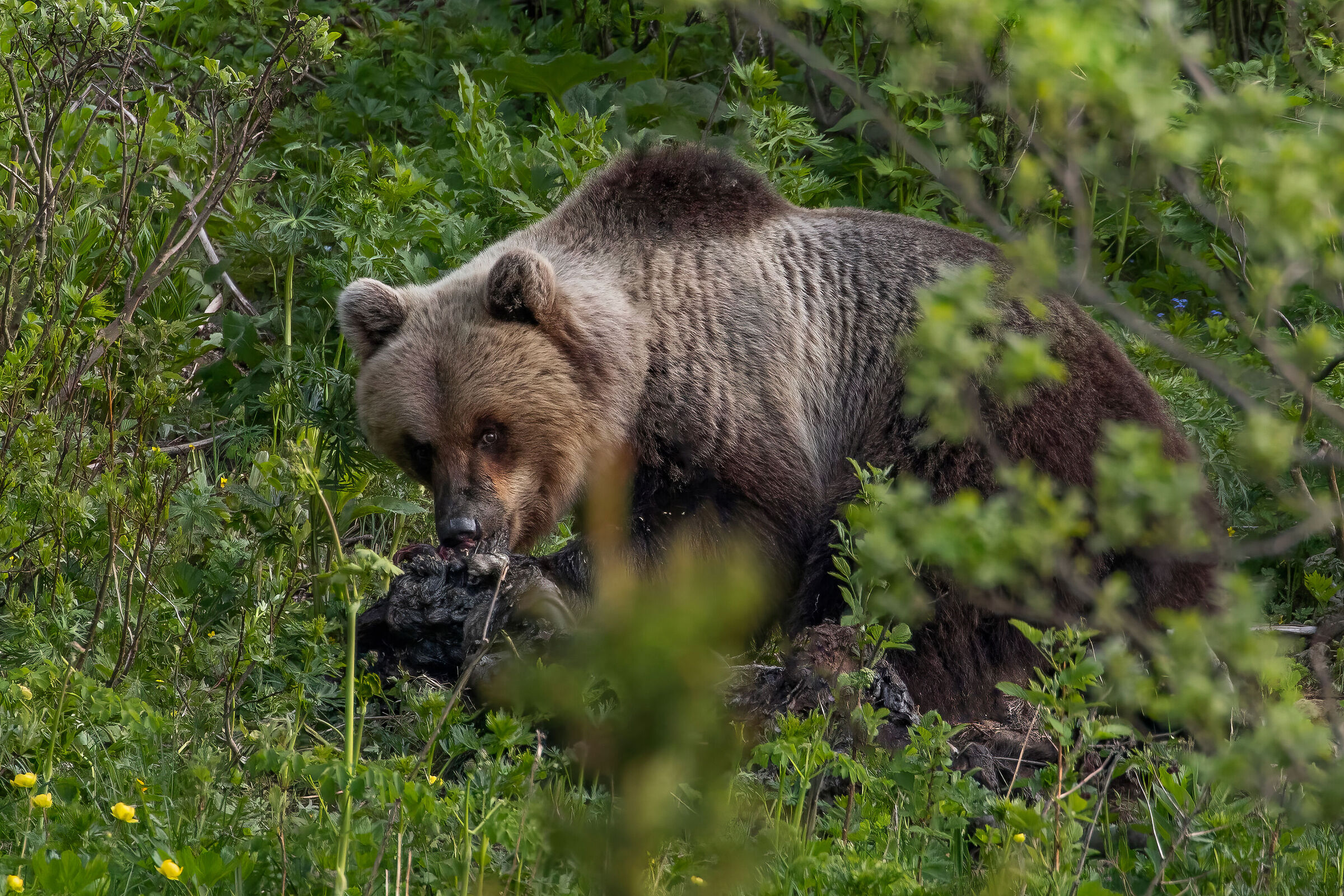 Orso del Brenta