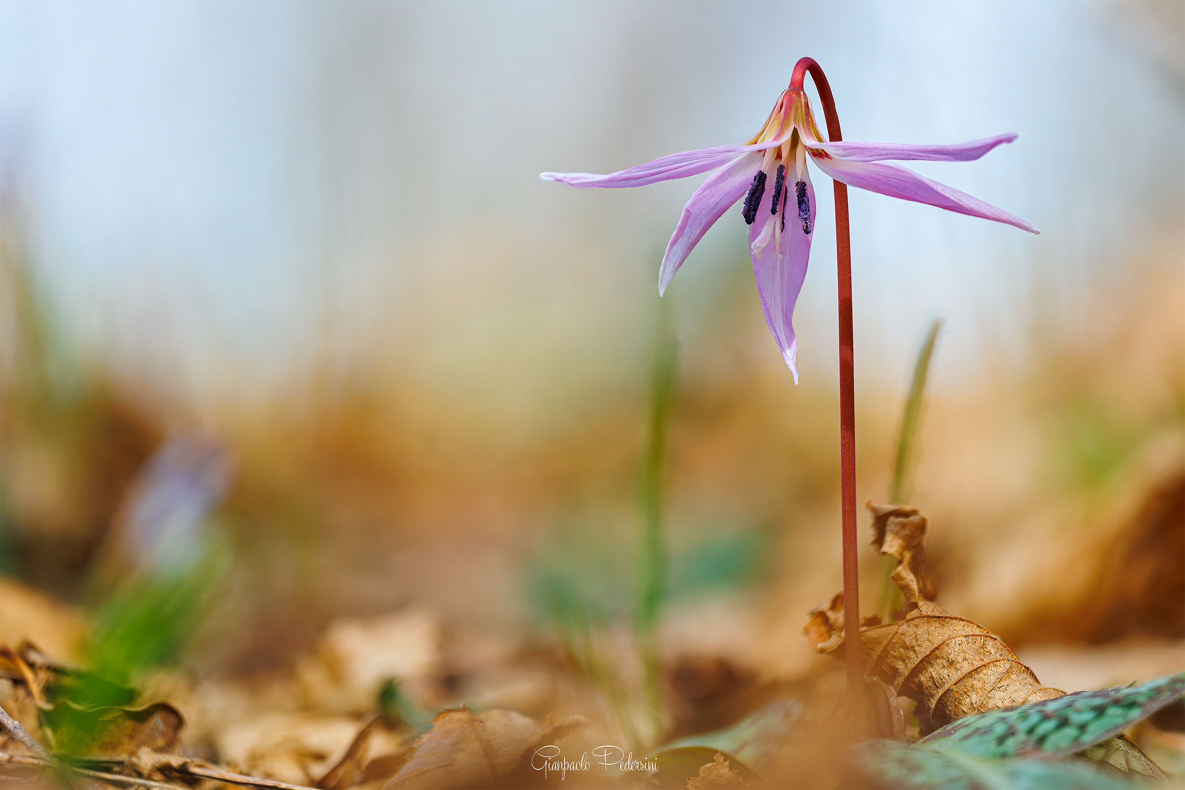 Spring Signs