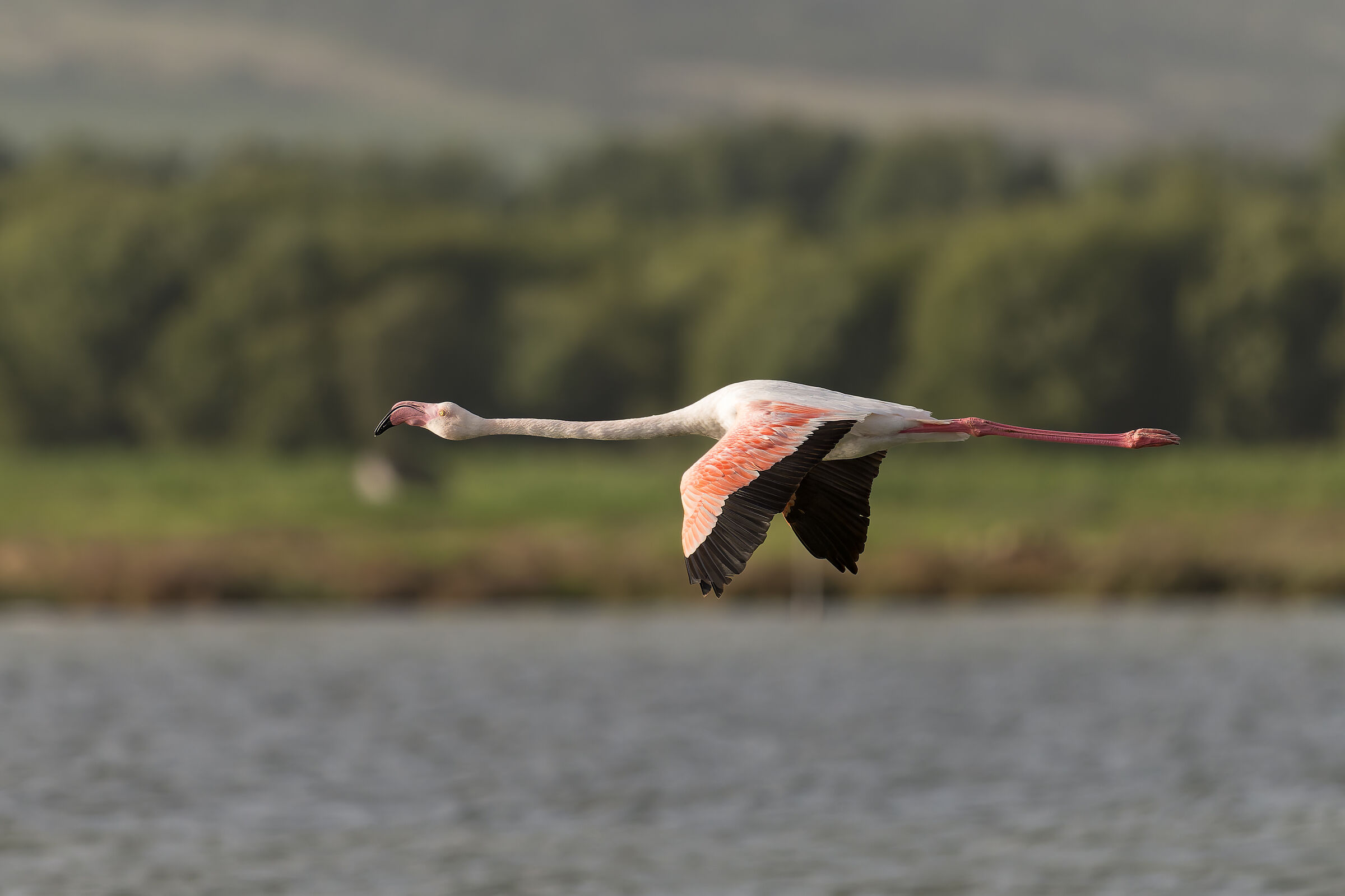 Pink Flamingo - Sardinia